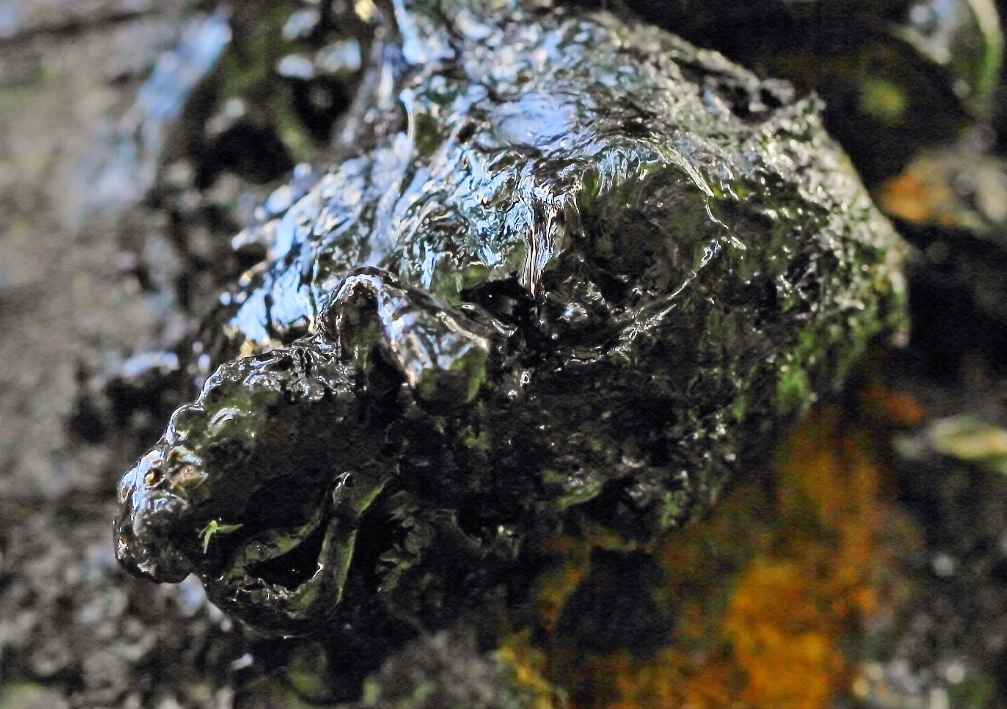 black resin on tree in nature