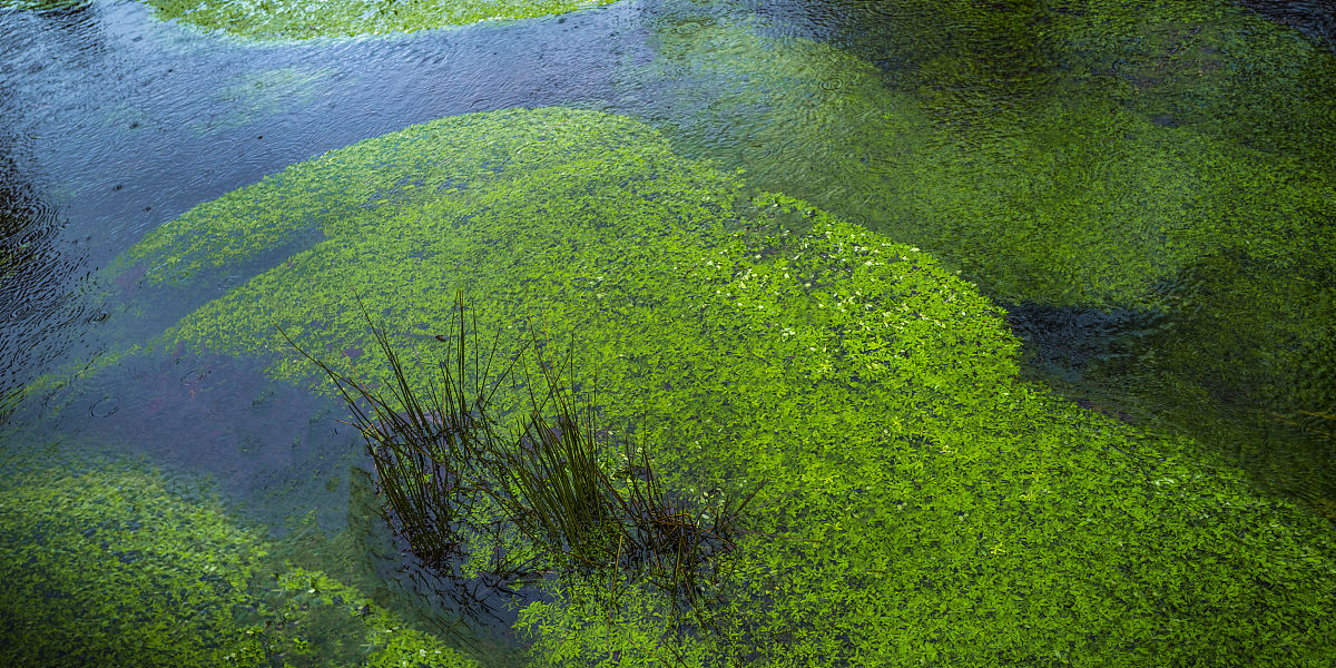 为什么50m水深处中国近岸叶绿素四季变化小