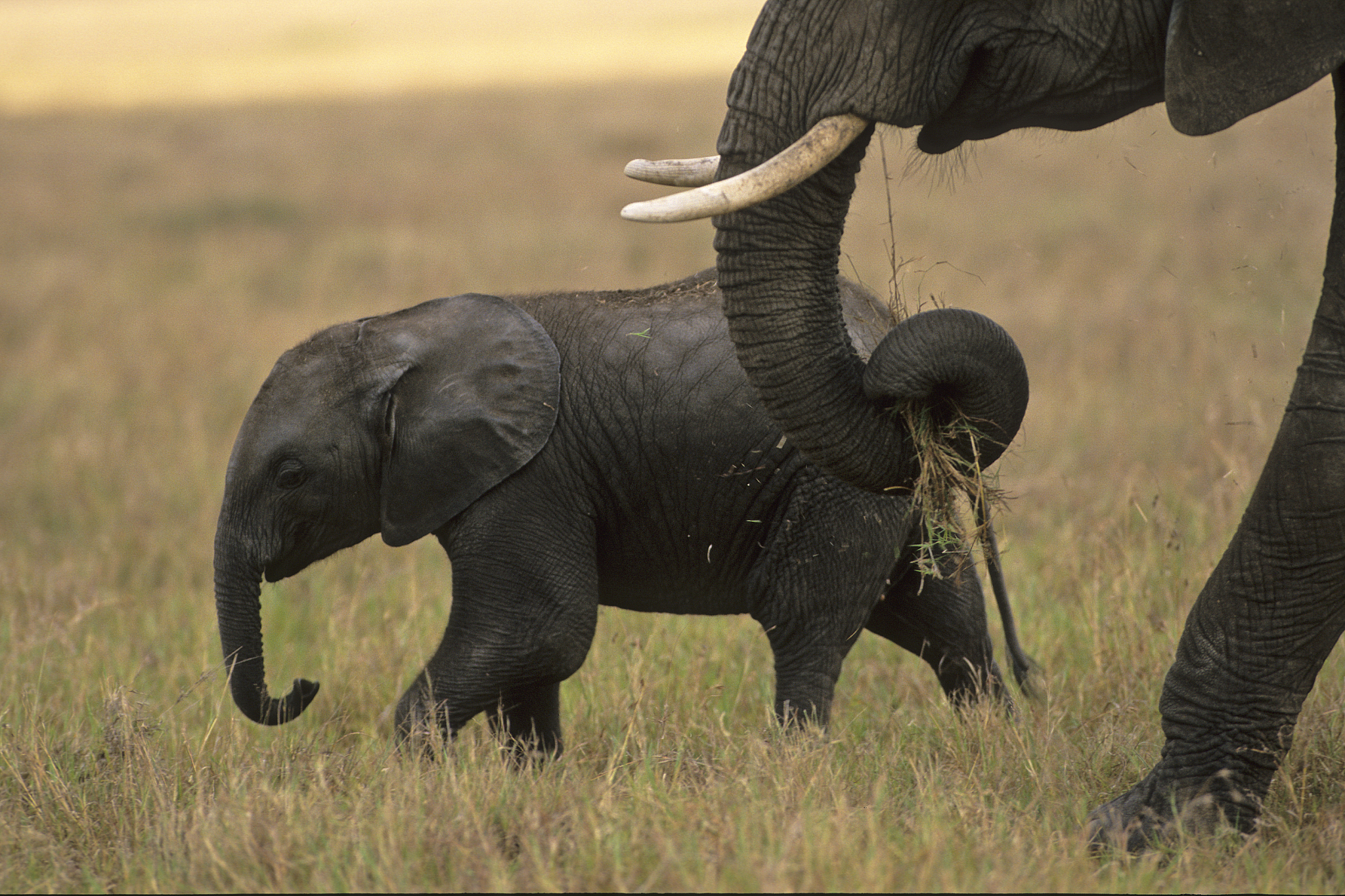 陆地上现在最大的动物是什么？