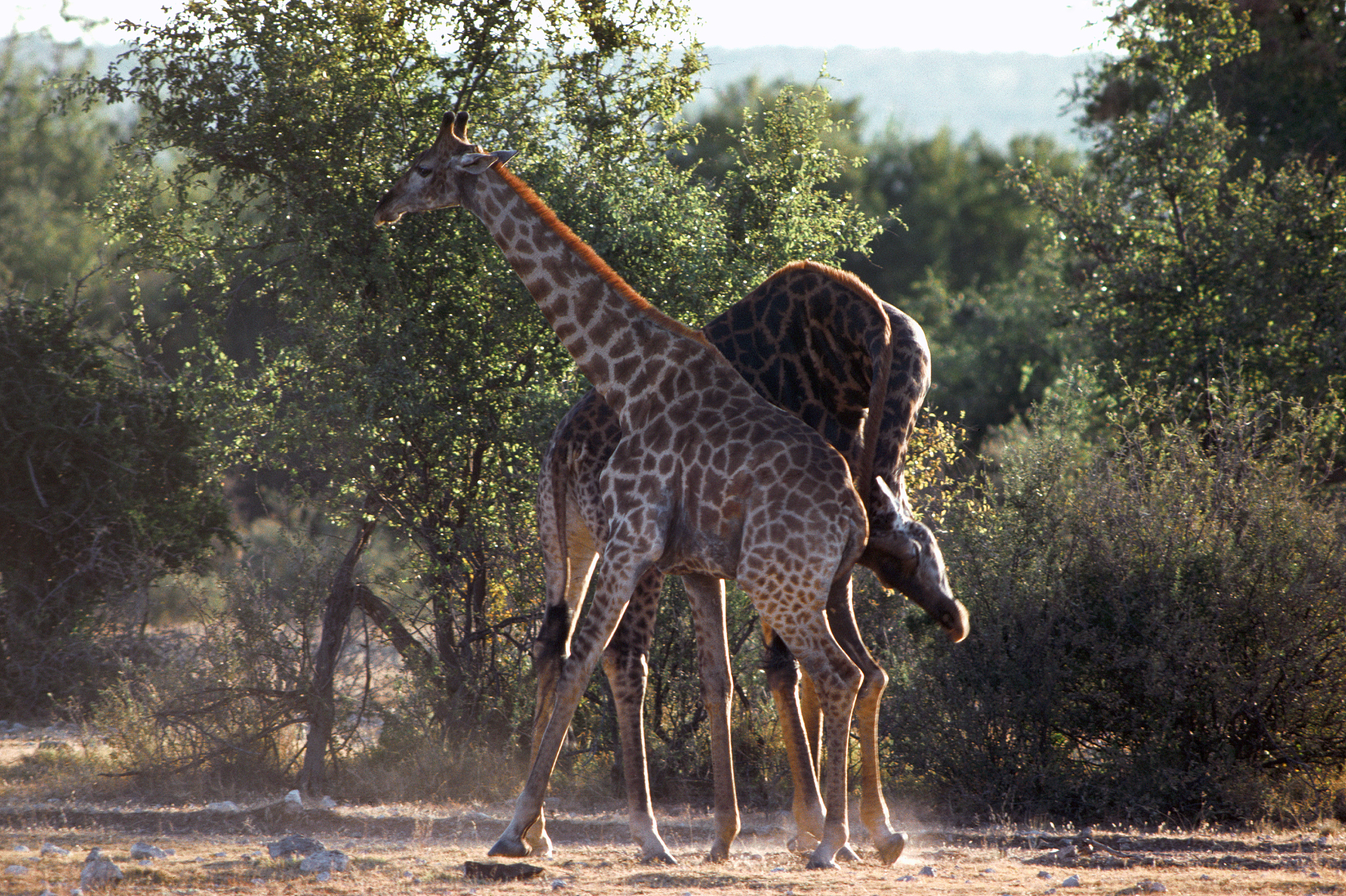 理性是人类独有的吗？探索动物认知的奥秘