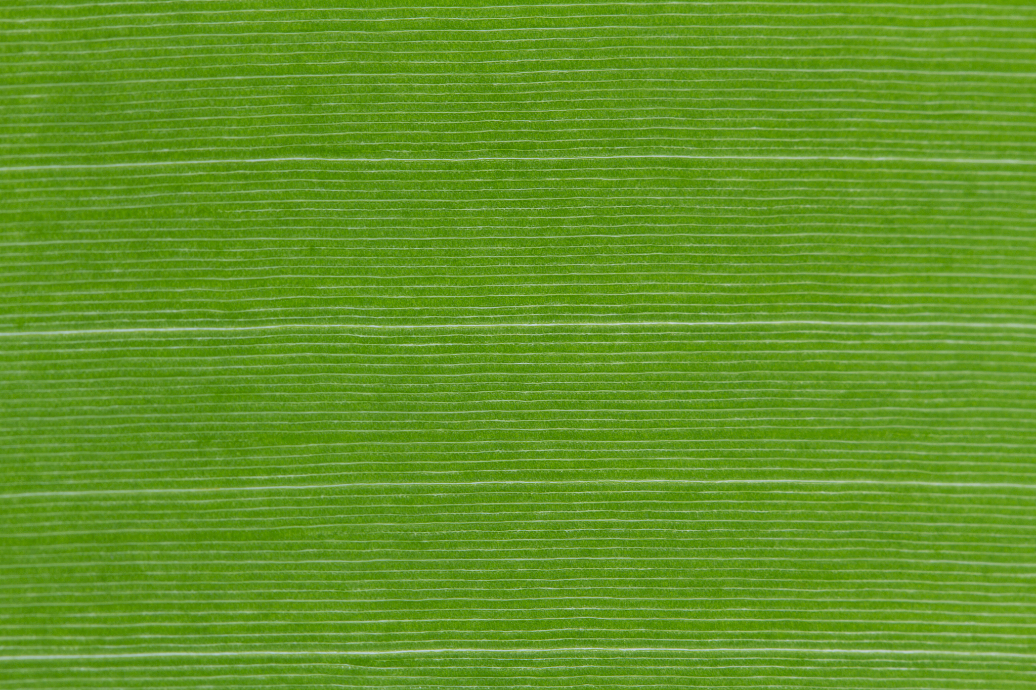 veined surface of a green leaf