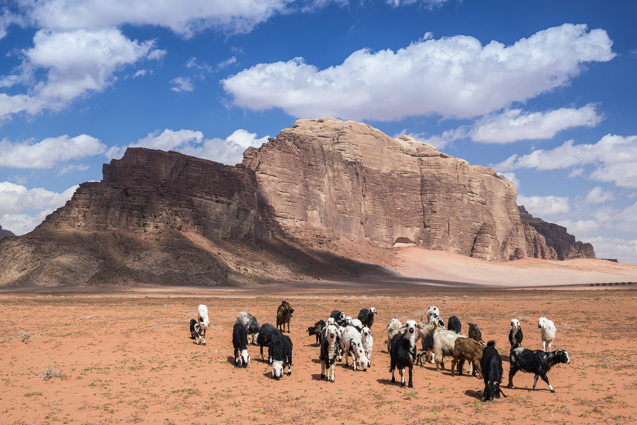 herd of sheep grazing in the desert, wadi rum, jordan