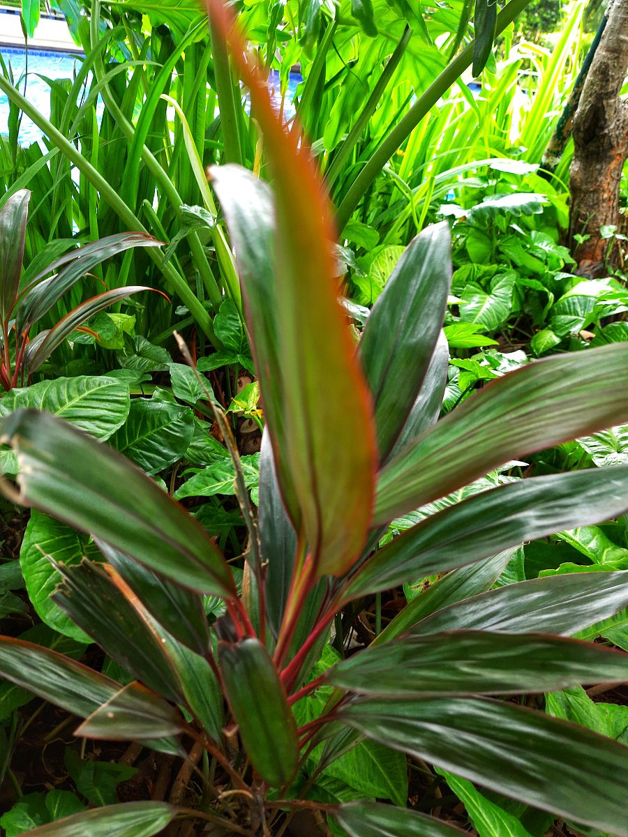 天堂鸟植物：养殖难度高，为什么很少人养？