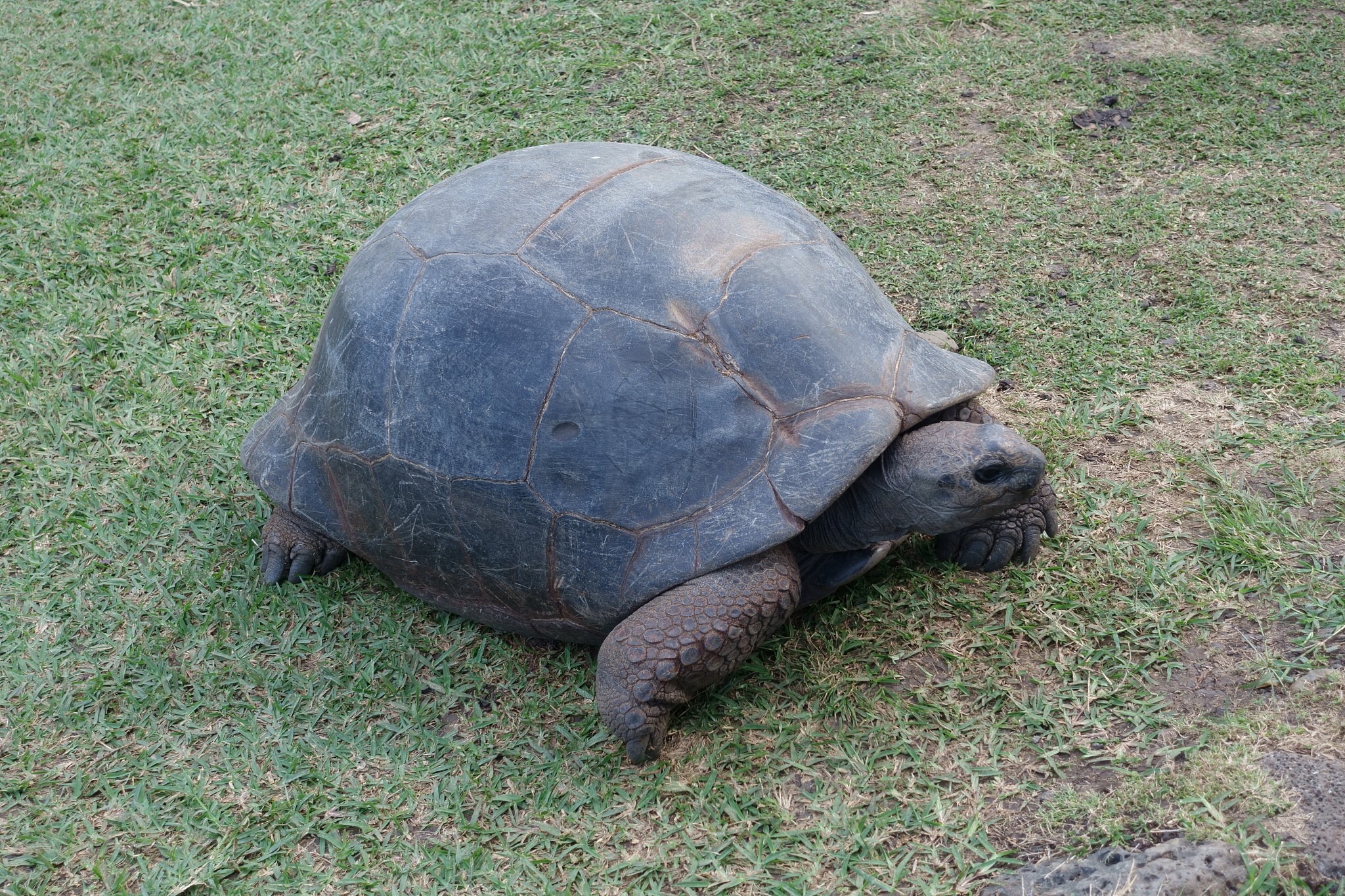 mauritius animals