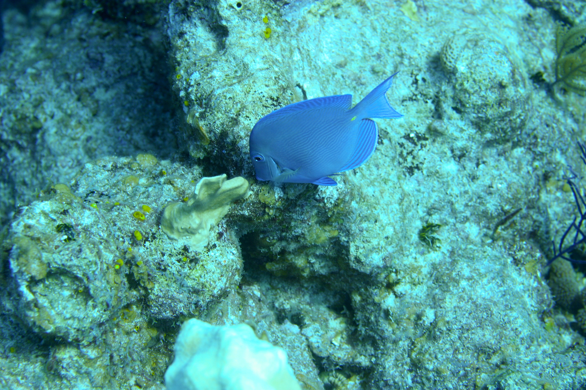 Please produce a paper introducing Chinese traditional ceramic cultureincluding its originhistorydevelopment process