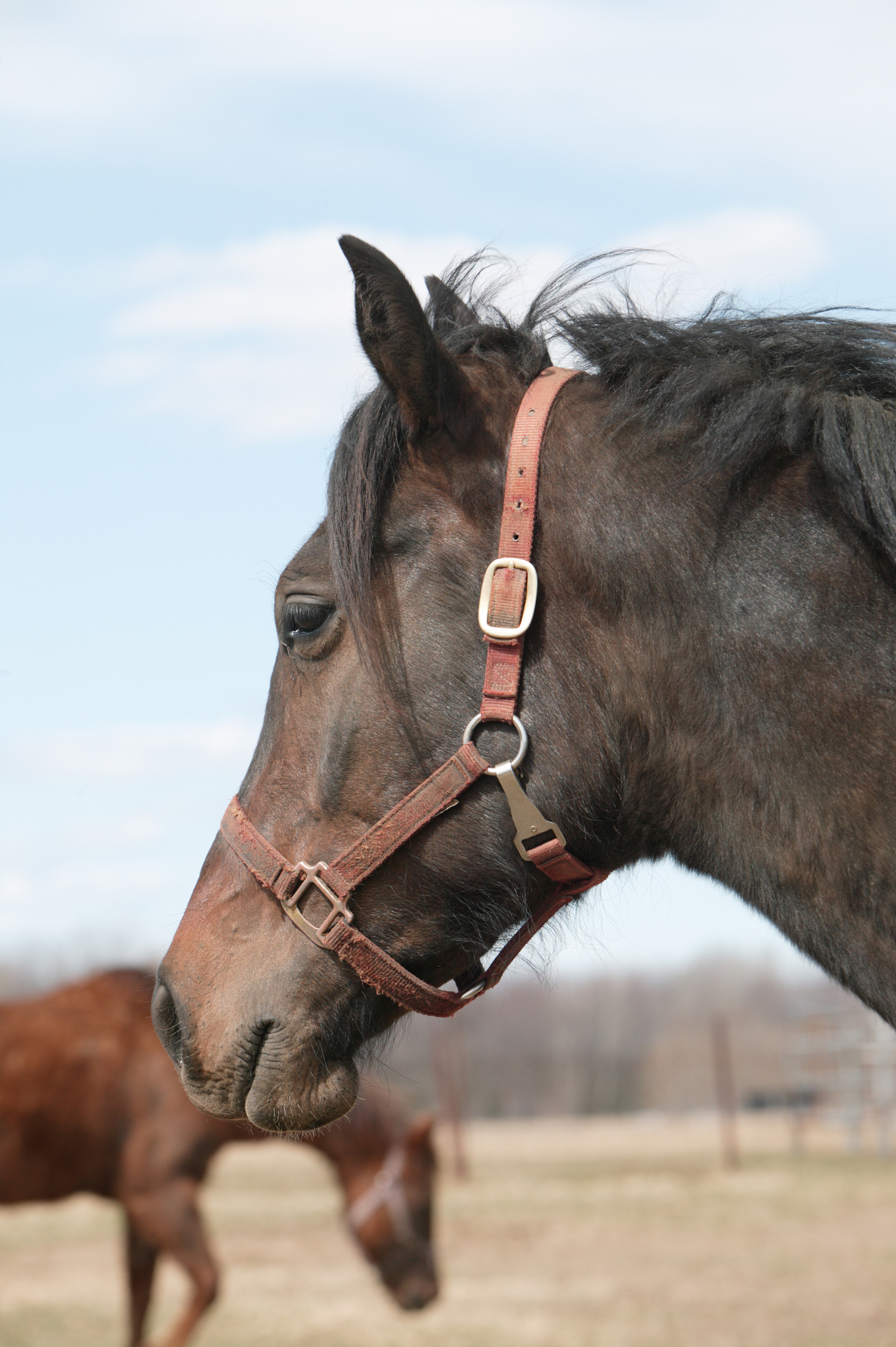 horses