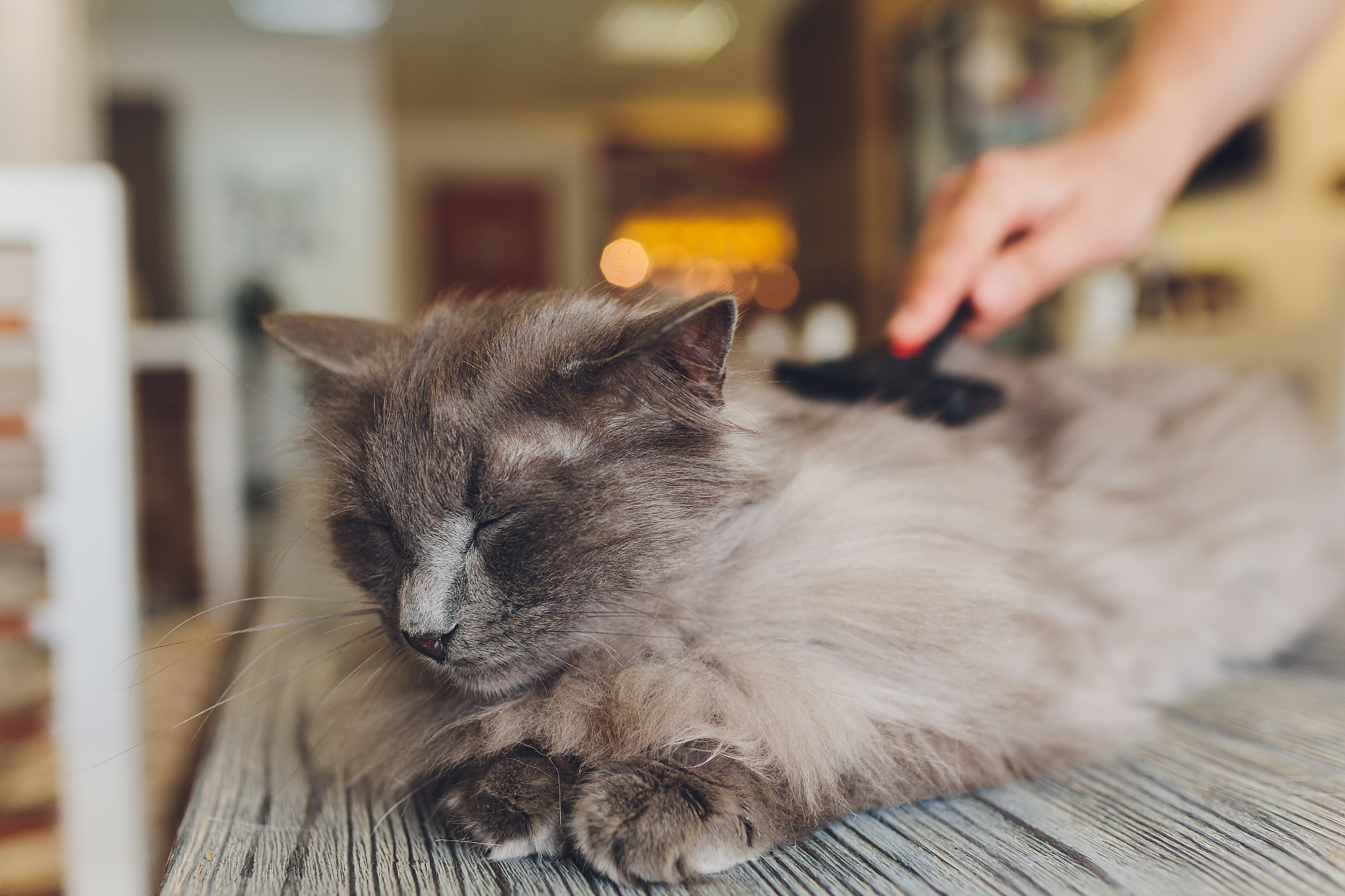 猫奴必看！揭秘猫咪舔毛的5大真相，你知道几个？