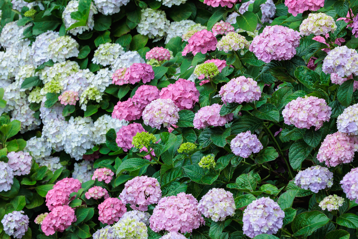 石家庄无尽夏植物什么时候开花？花期时间表