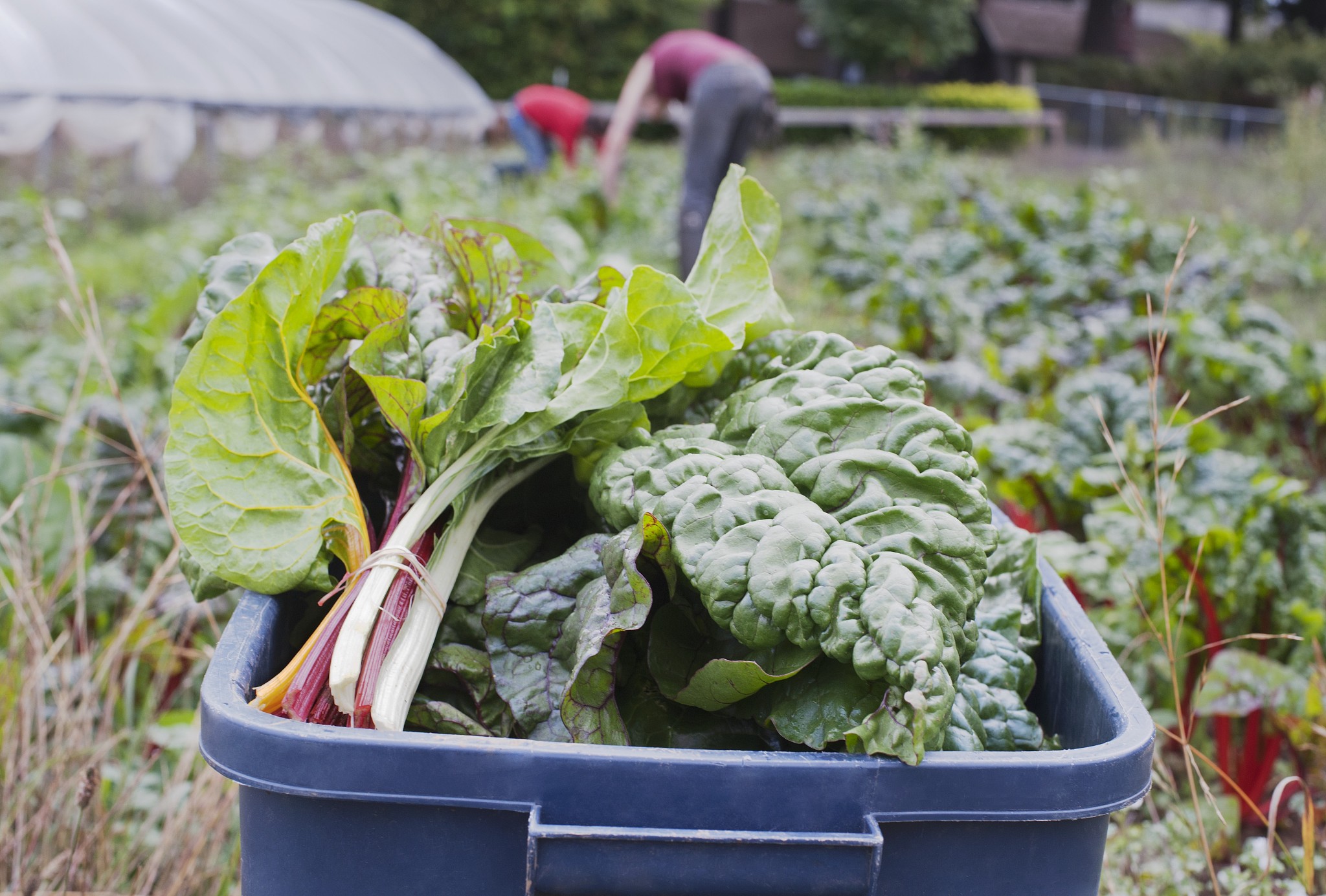 吡虫啉的国内使用现状