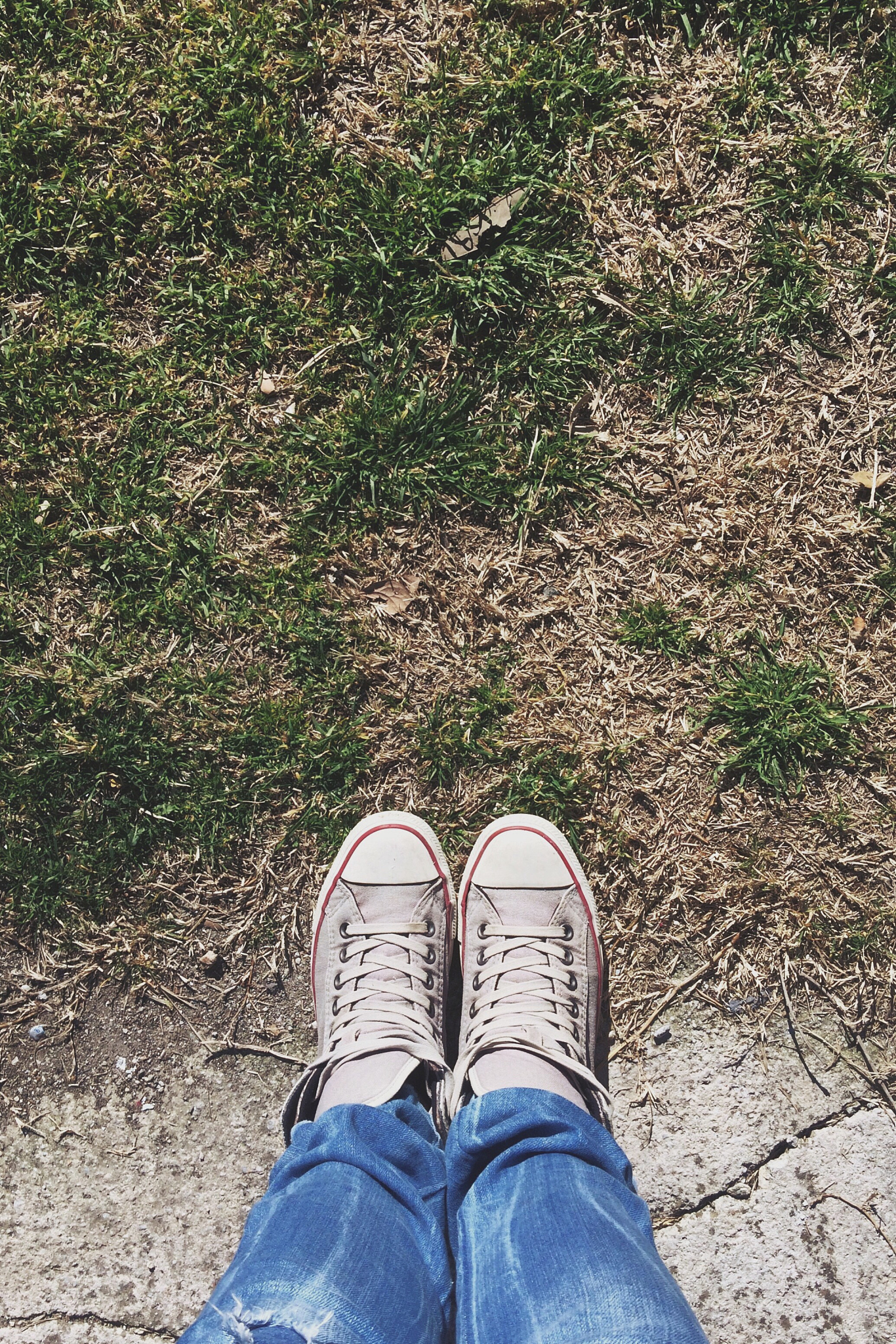 Puma Sightings in the English Countryside: A Detailed Account