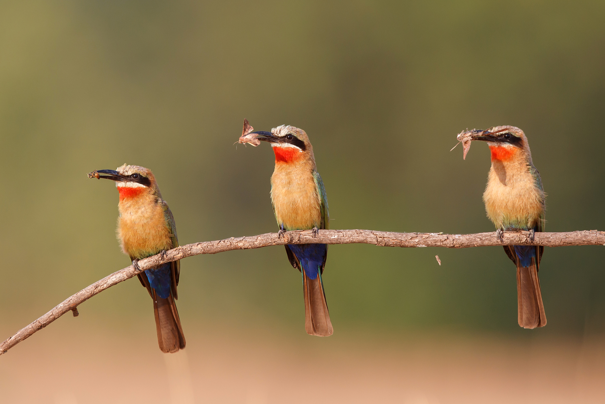 white fronted bee eater in mana pools
