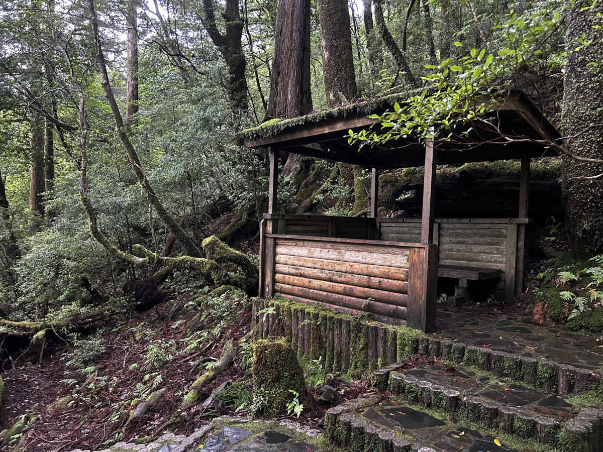 旅行,是一场心灵的远行,而莫干山,就是我今夏最温柔的邂逅