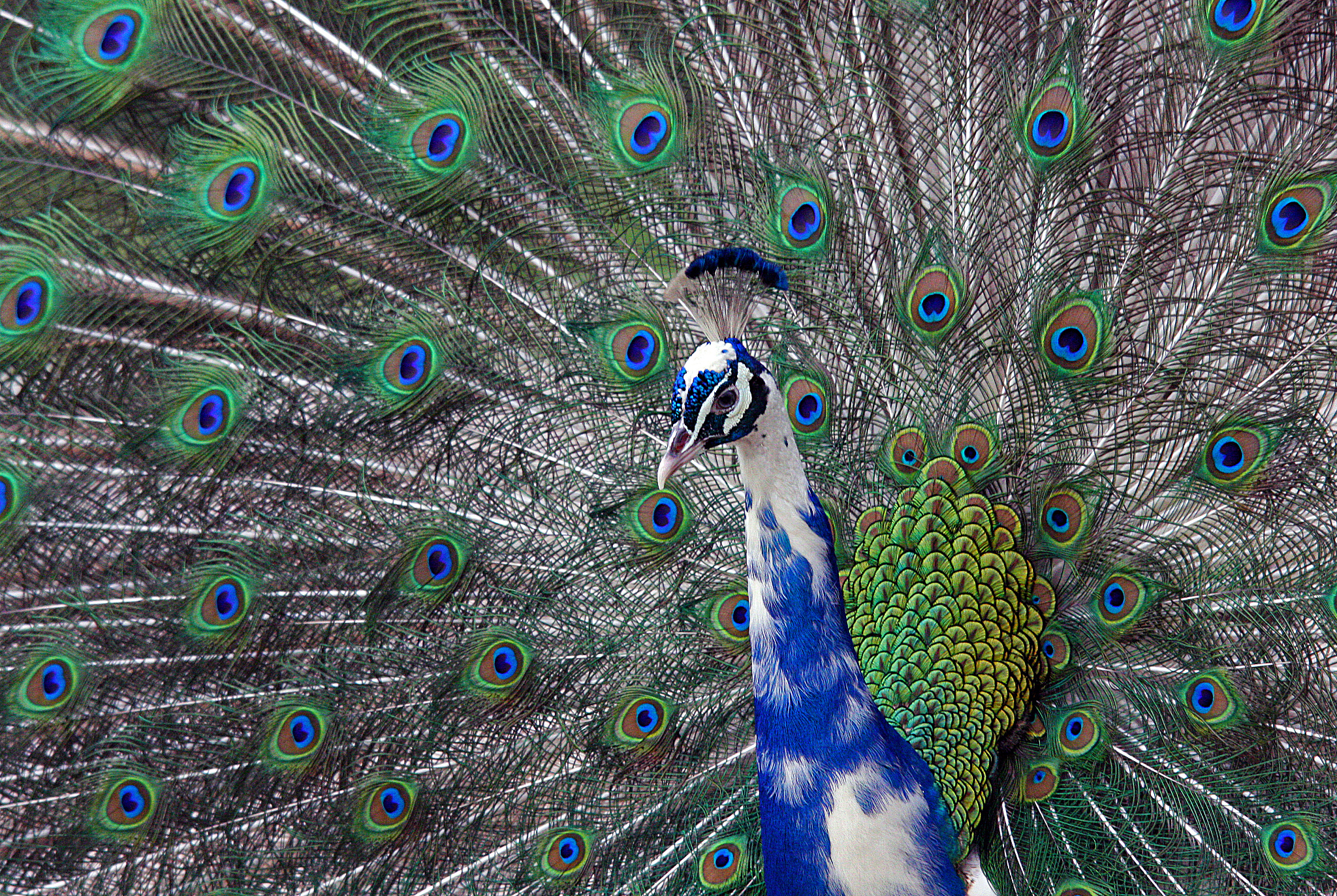 开屏惊艳：探寻孔雀的吉祥寓意，解锁生活中的自信密码