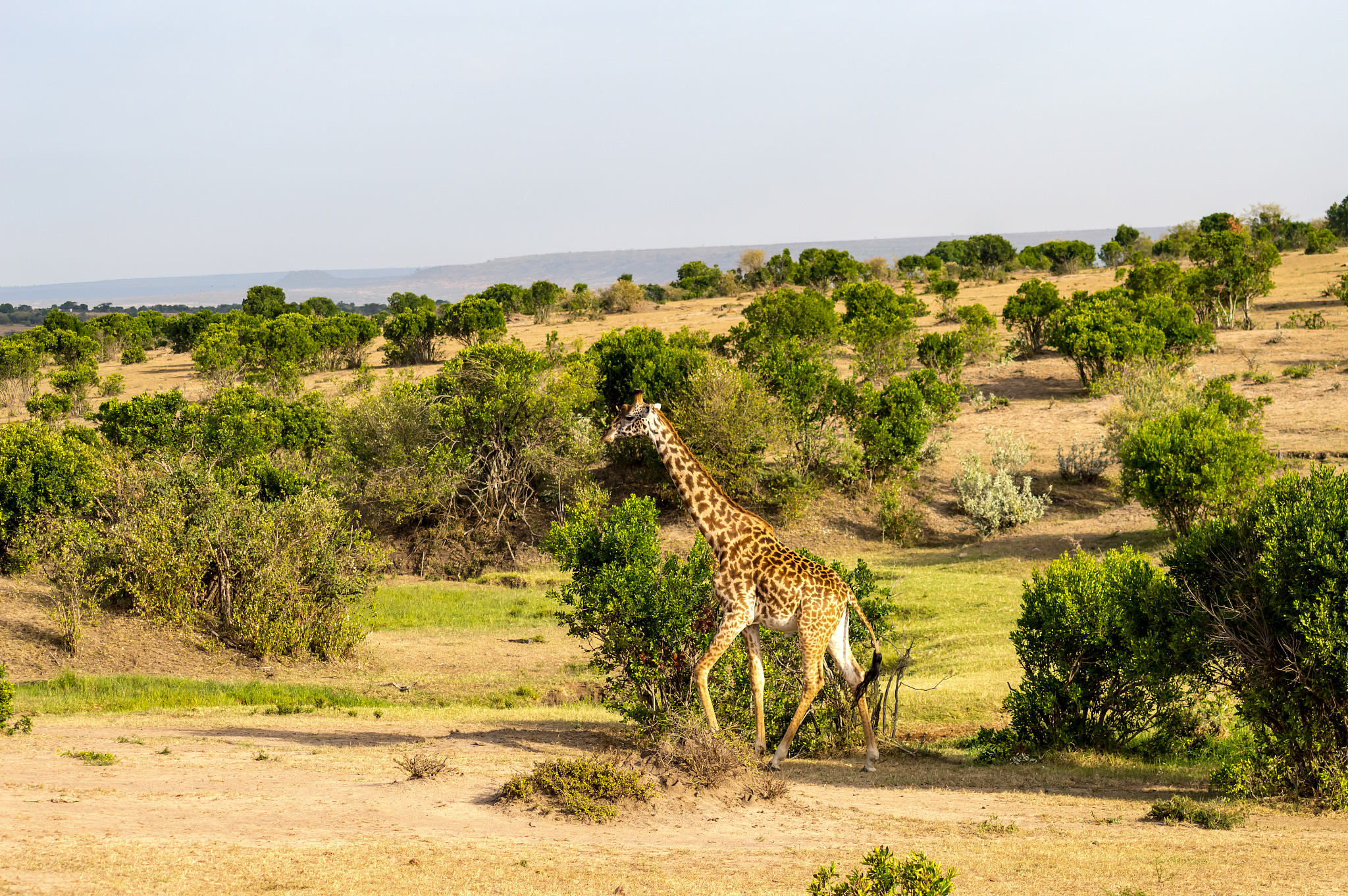 isolated giraffe near acacia in the park of  mara kenya