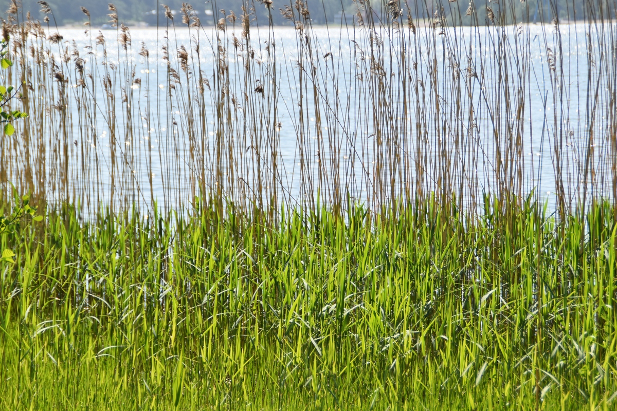 白色芦苇：一种罕见而美丽的植物