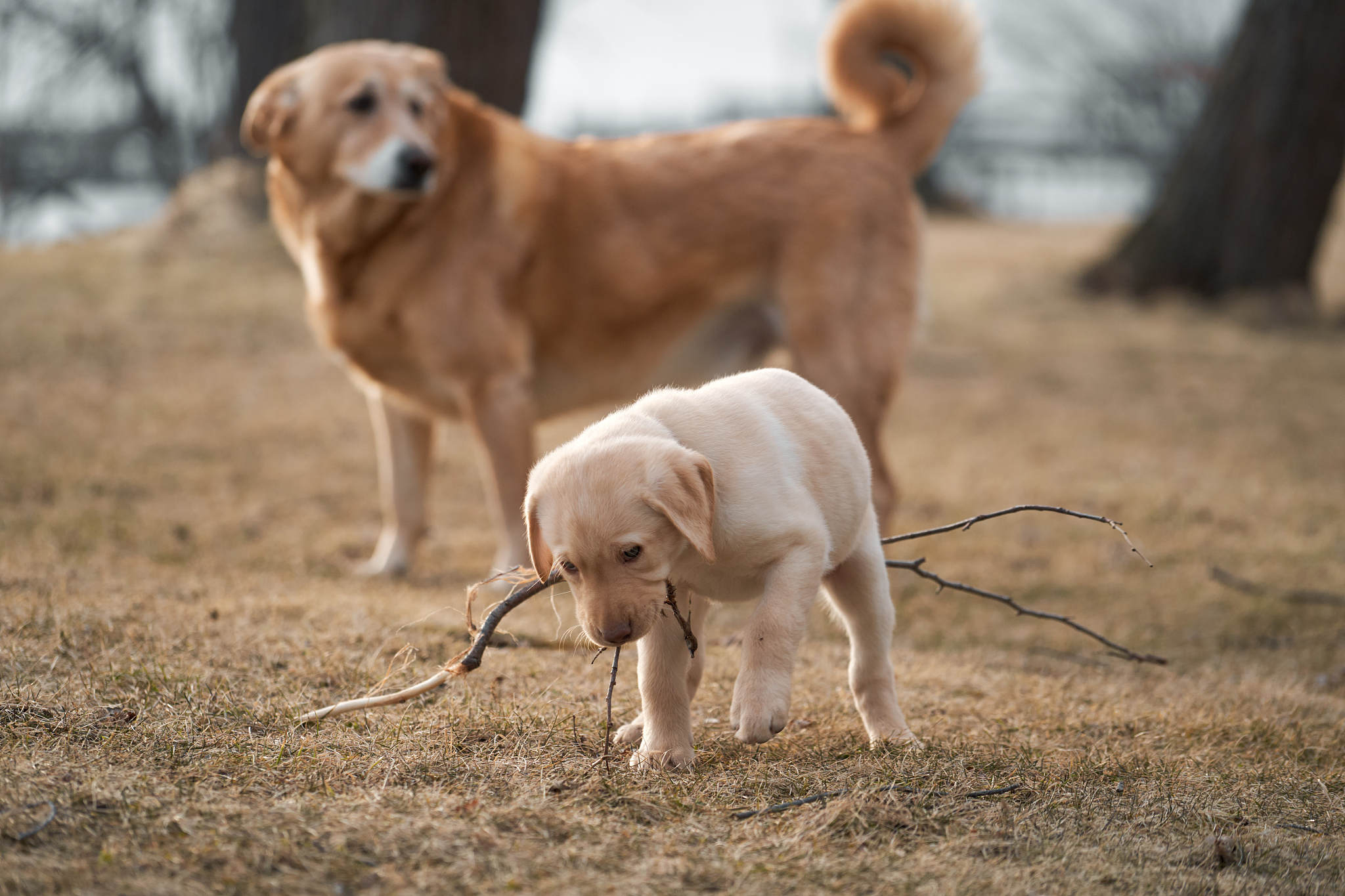 拉布拉多犬：忠诚、友善、充满爱意的伴侣