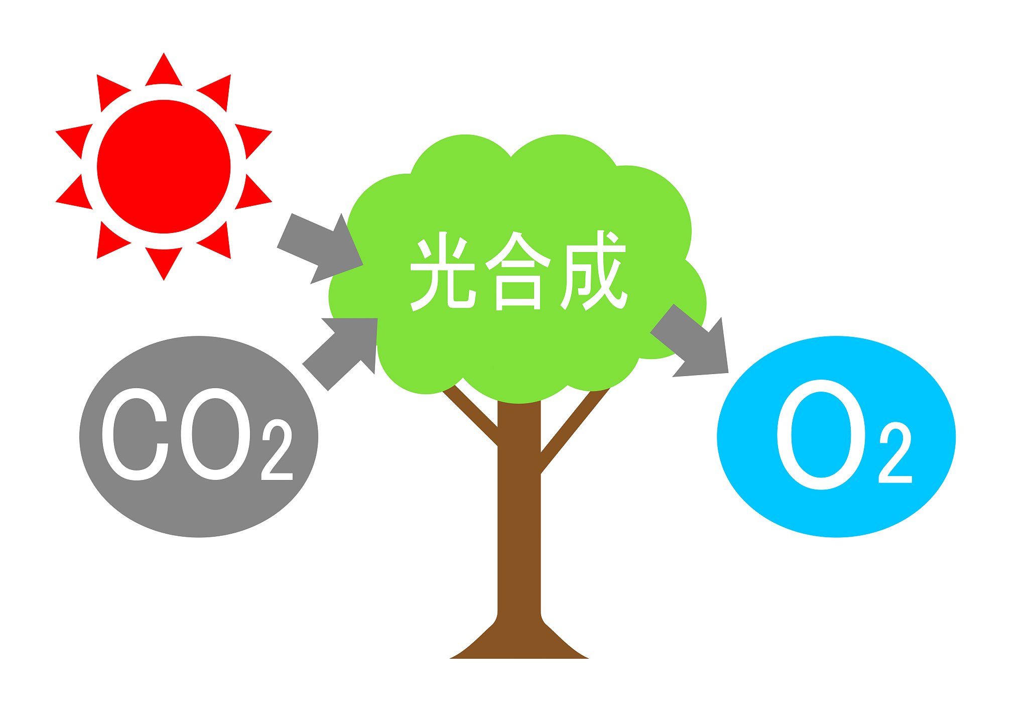 影响植物光合作用速率的关键因素分析
