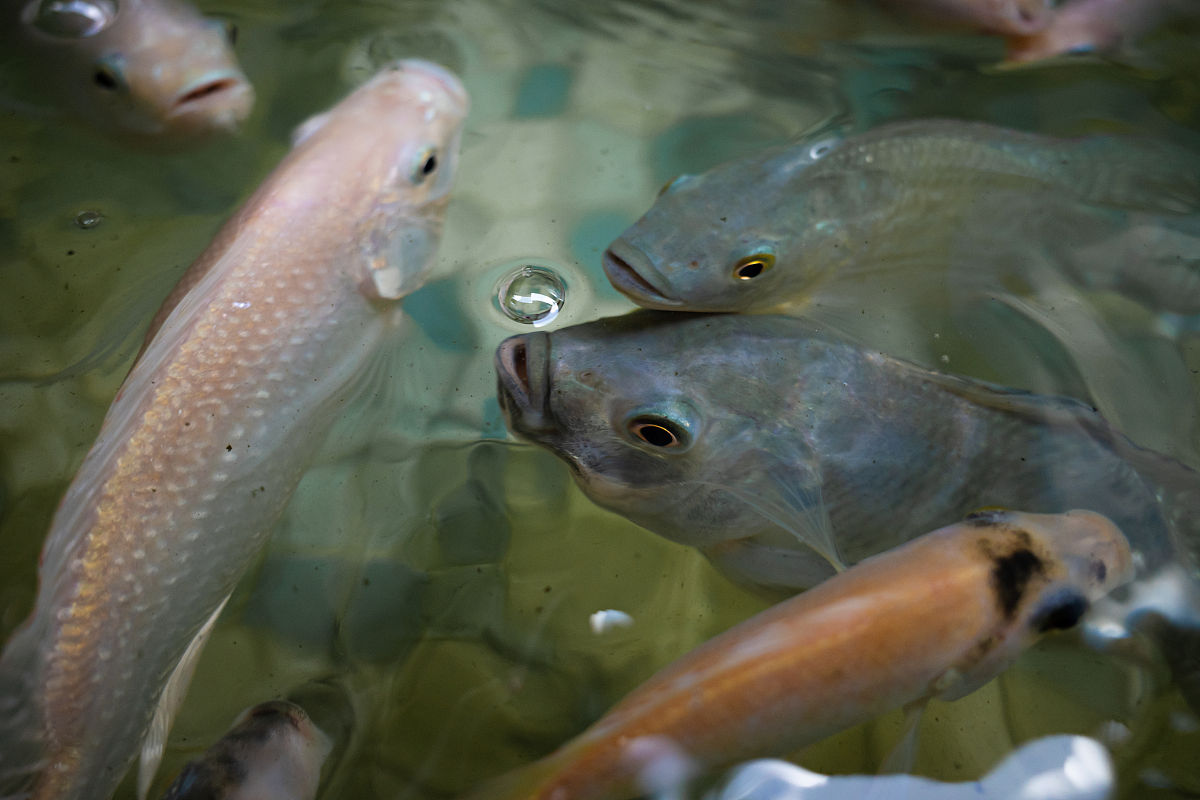 为什么鱼类会产生抗生素危害