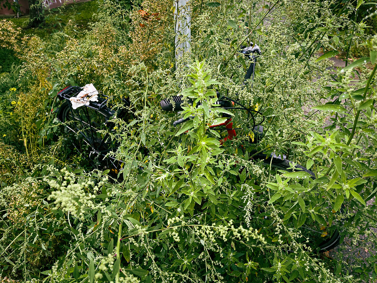 生物多样性调查报告：探究[区域名称]的生态宝藏