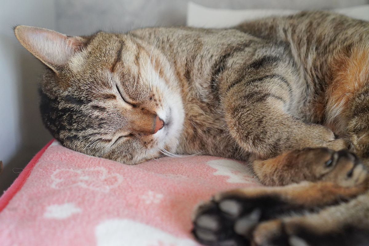 猫咪睡眠的文章