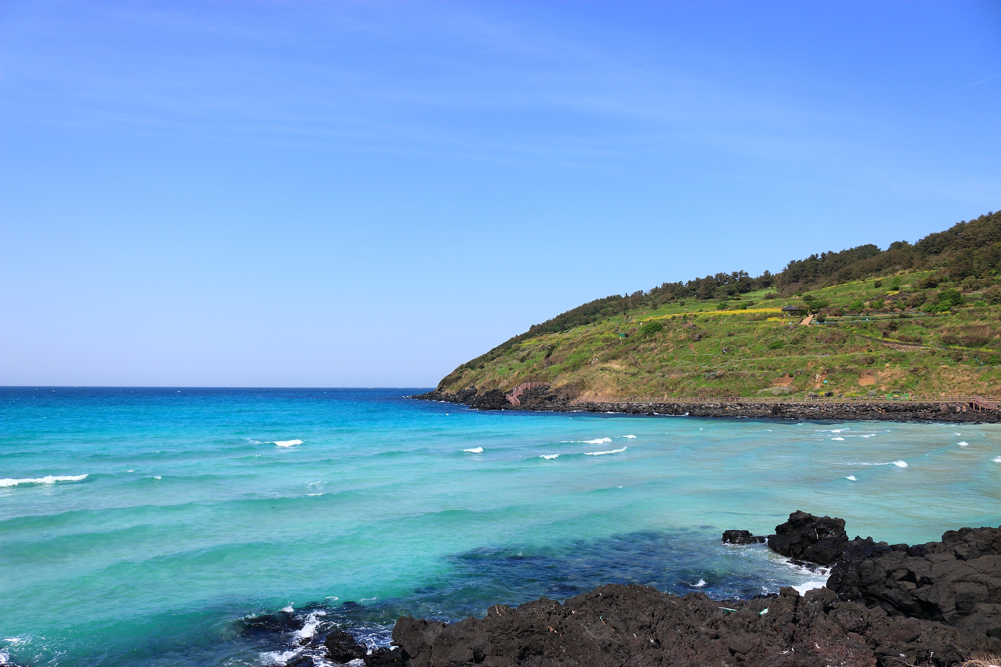 hamdeok beach, beaches, west wu bon, wildflower, flowers, horses