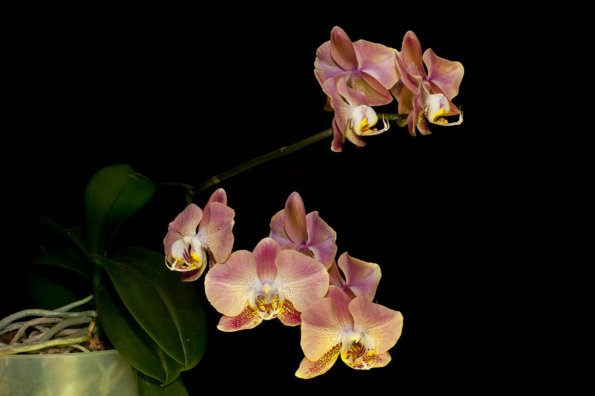 兰花的花蝴蝶兰很好看