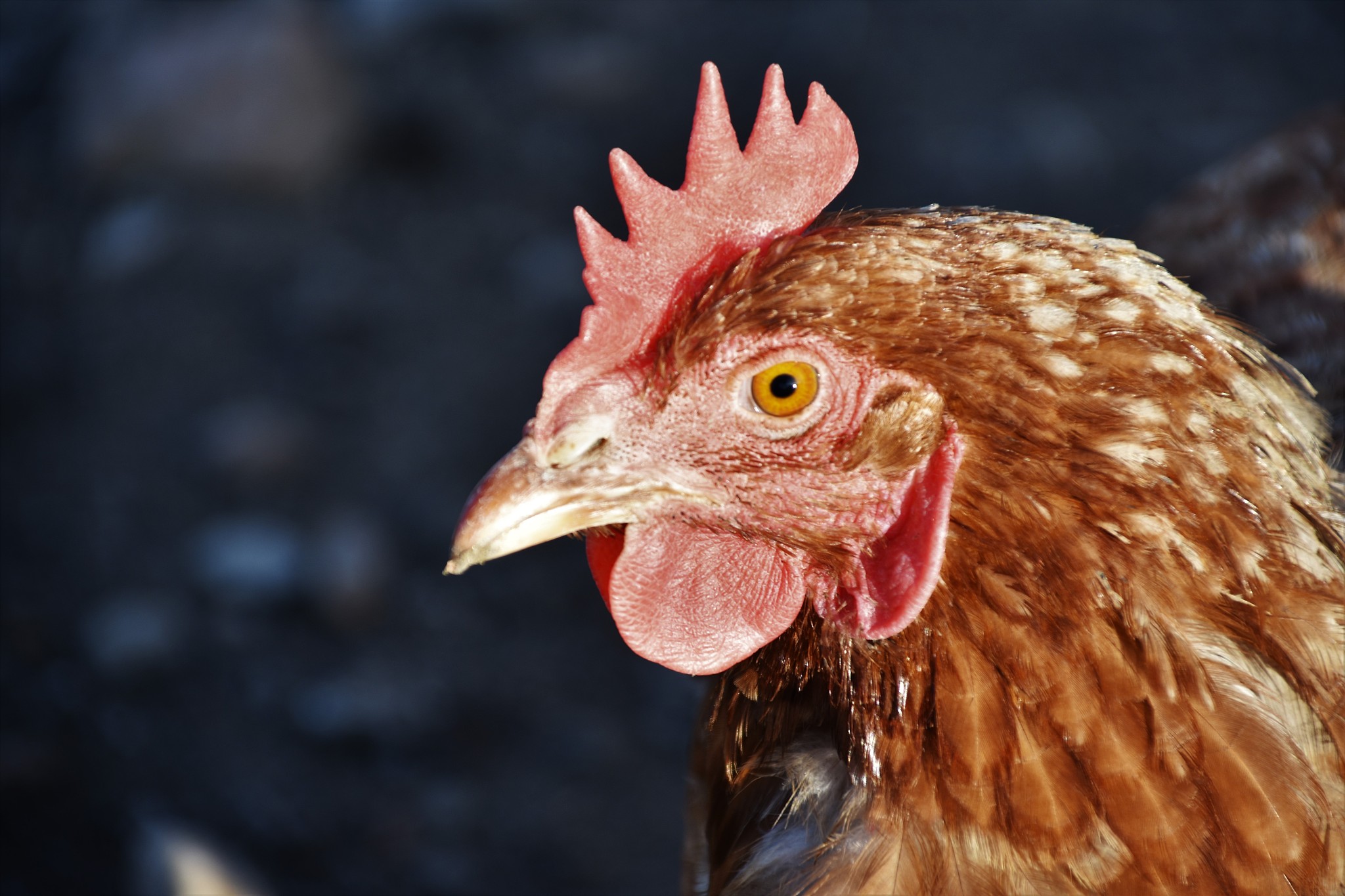 chicken portrait