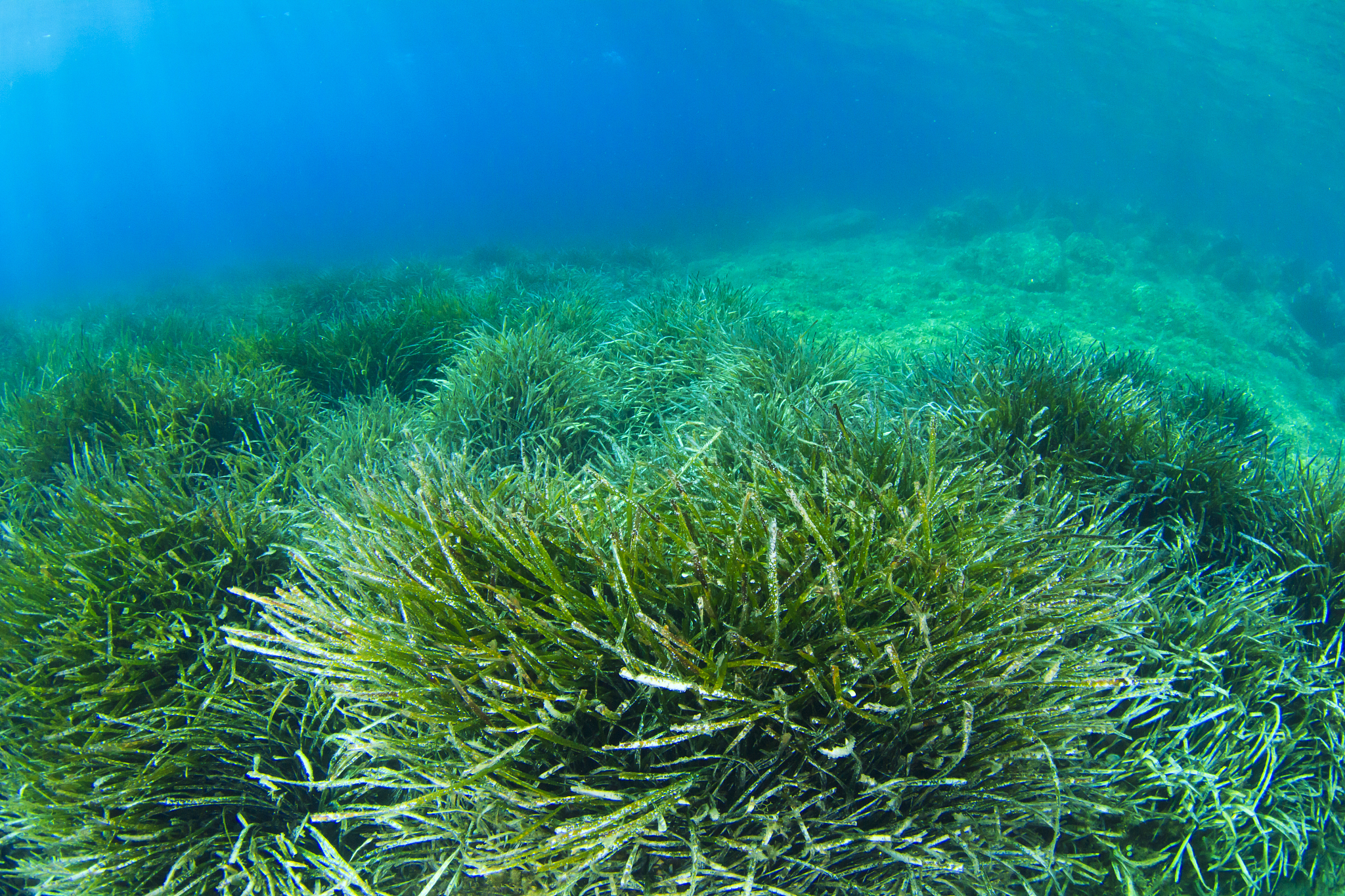 underwater seaweed