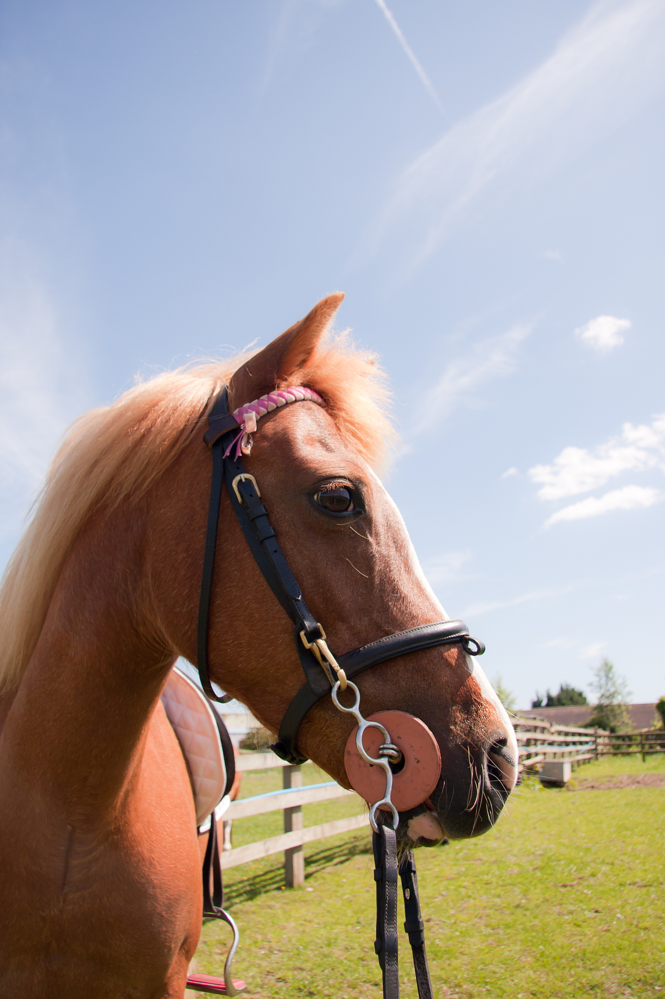 wheres my rider-horse stands watching for her owner