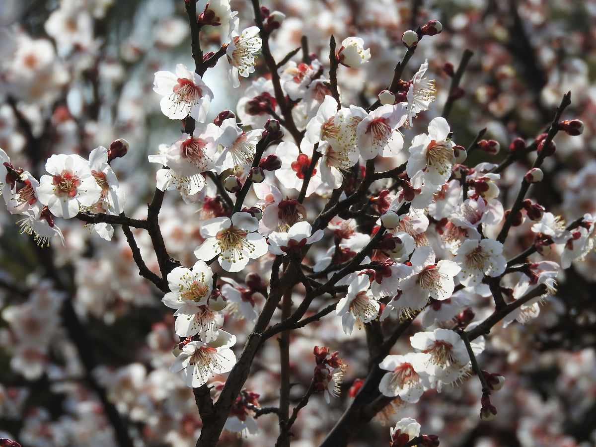 创作一首关于梅花的诗