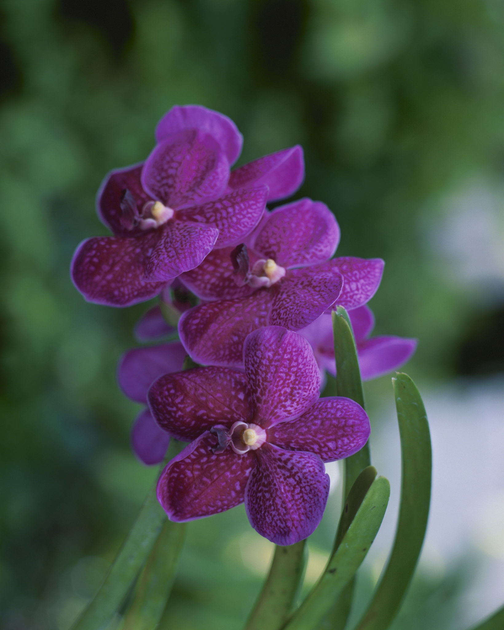 orchid, vanda, close up, tokyo prefecture, japan