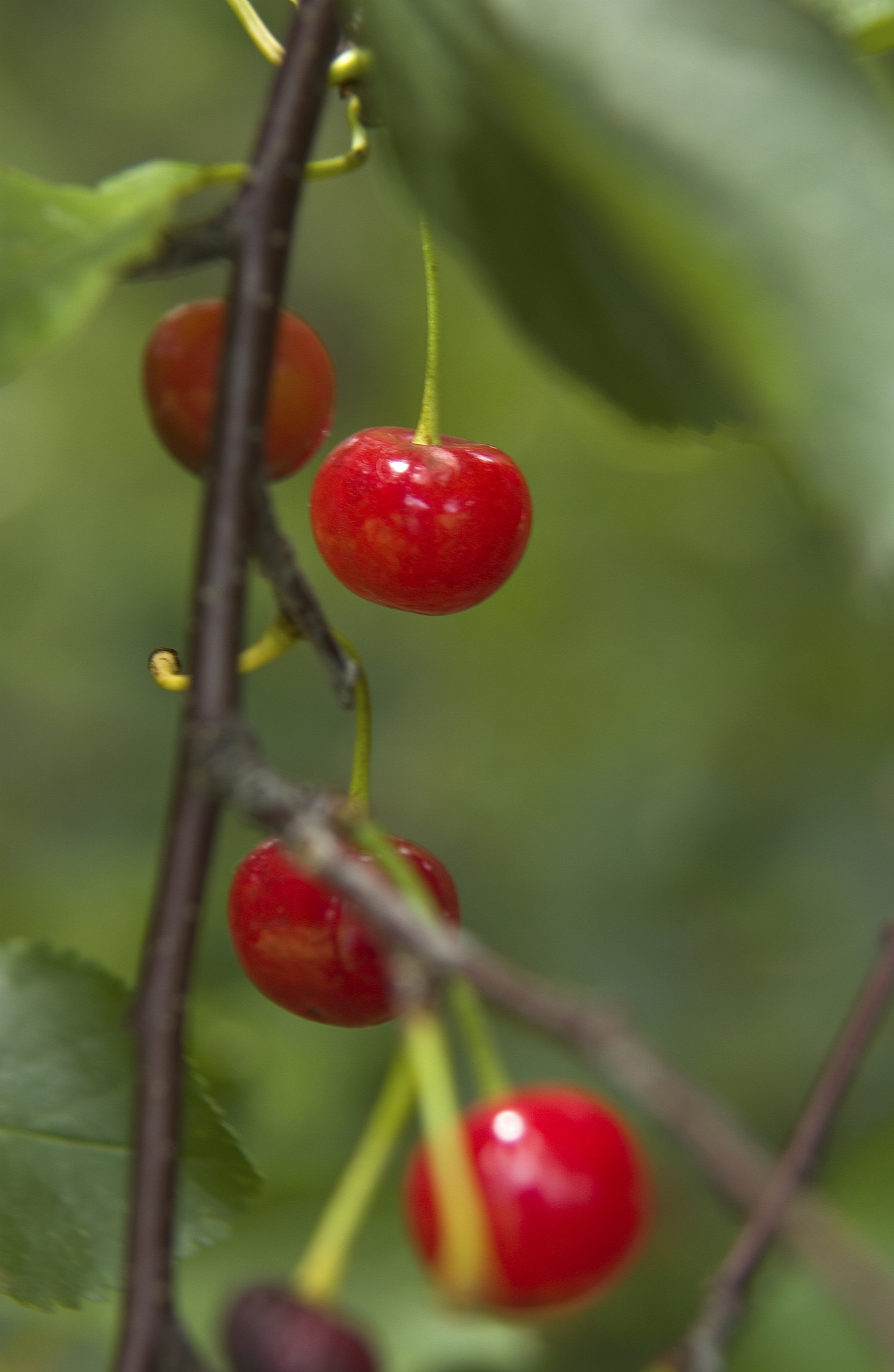 cherries on a tree