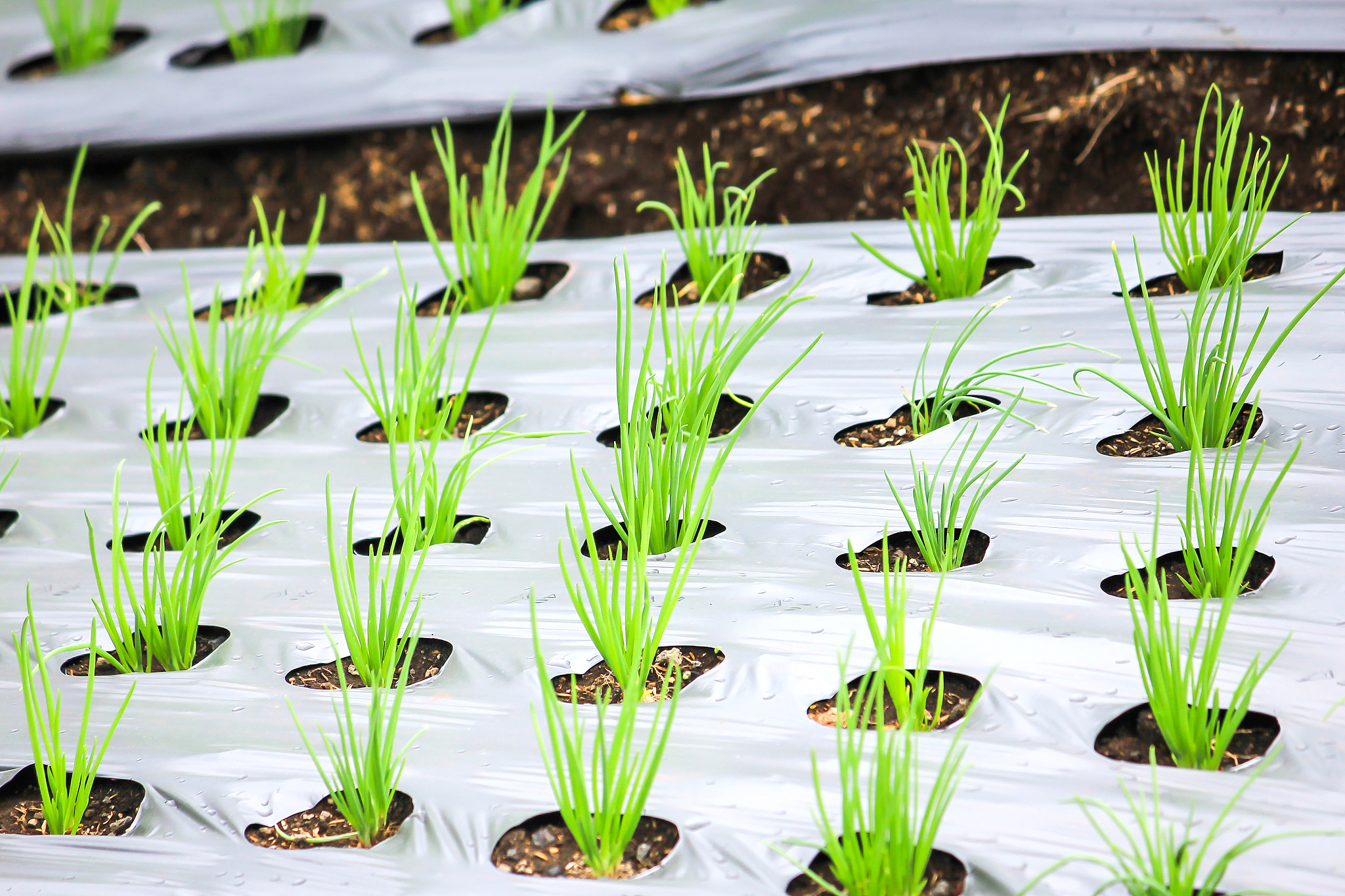 花盆如何种韭菜