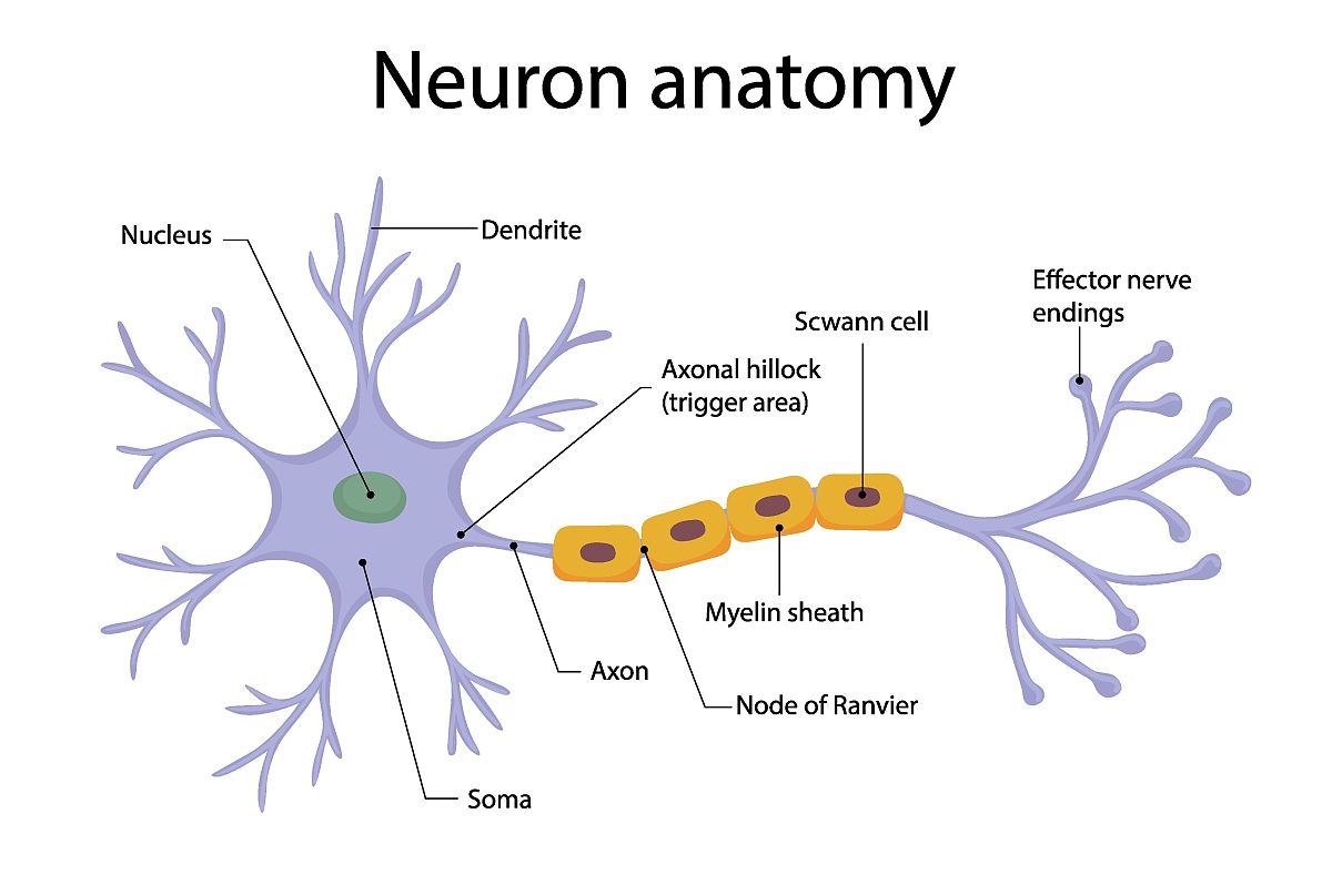 Neural Regeneration Research期刊研究范围深度解读