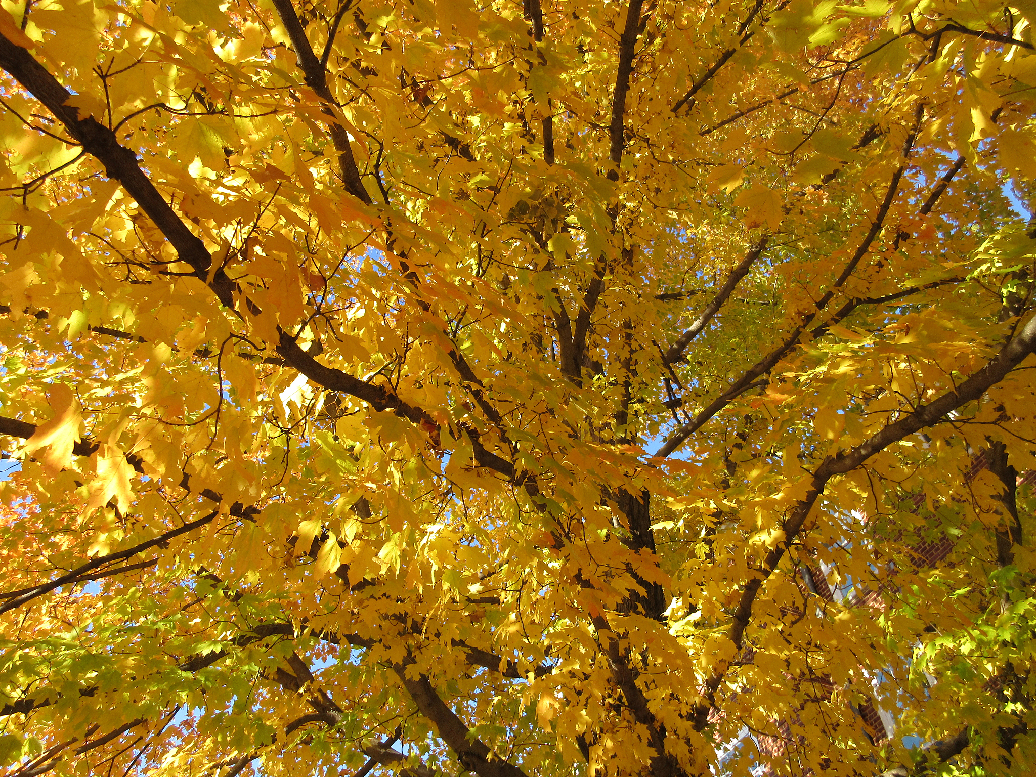 年年康银杏叶精：降血脂的新选择，改善心血管健康