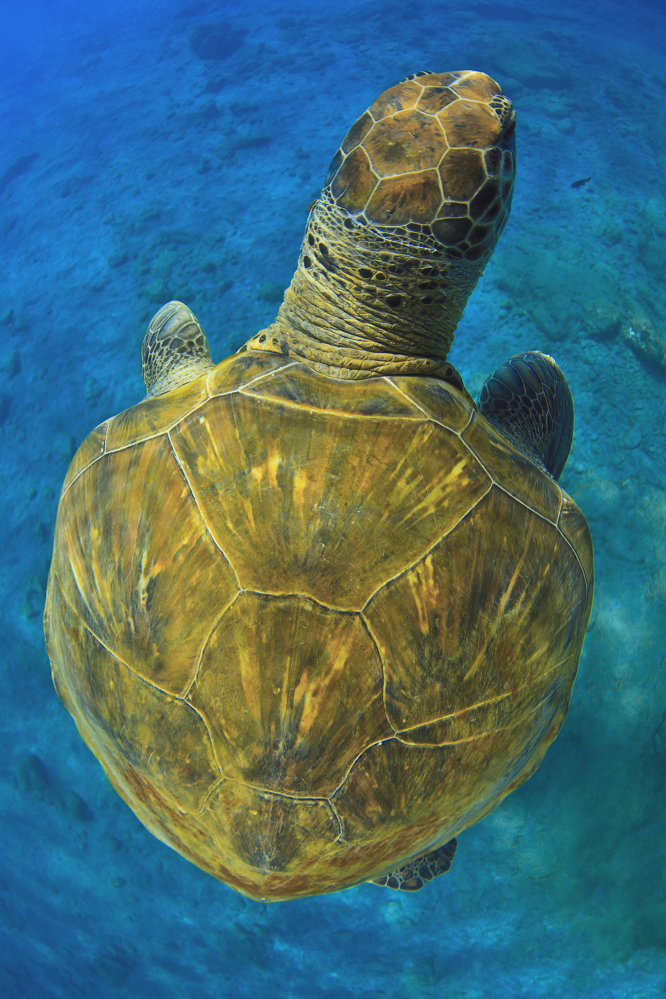 green turtle