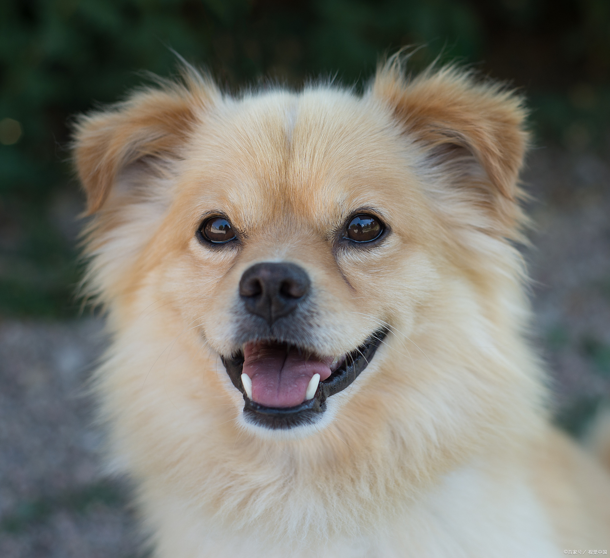 最便宜的狗是什么狗