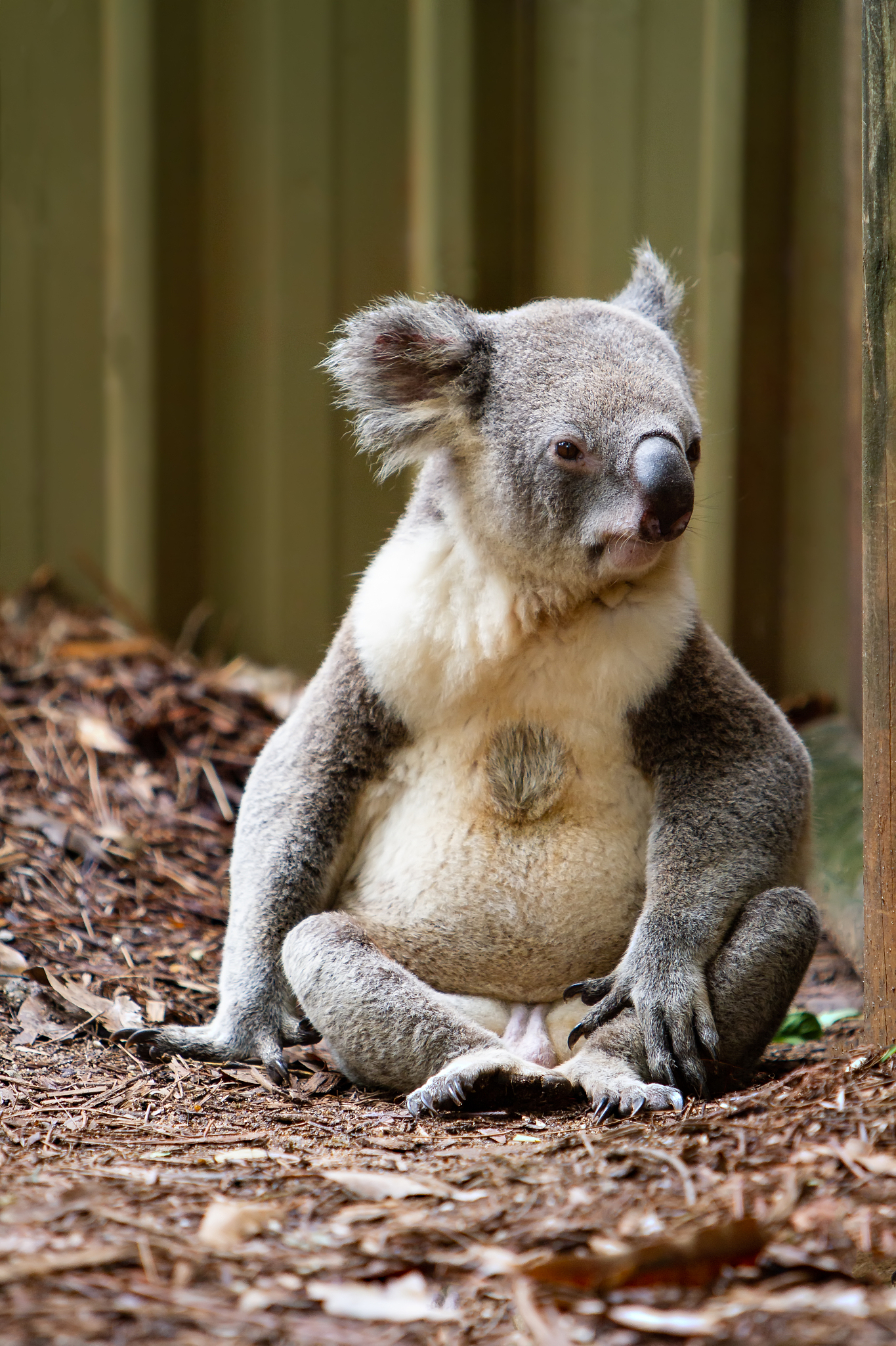 欲扬先抑的手法写一种小动物