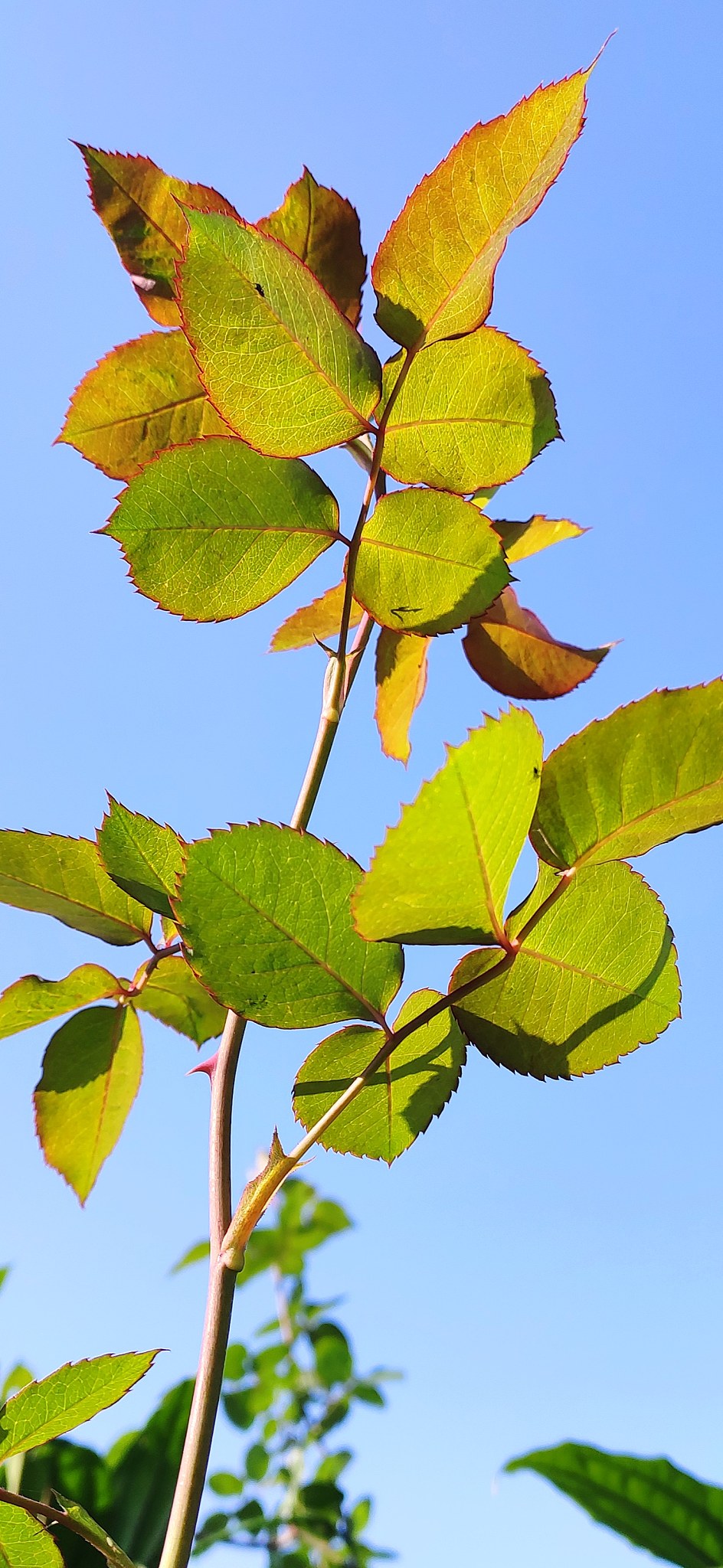 平均价为基准价若最低投标报价比次低报价低5次低投标报价-最低投标报价次低报价及以上的则最低投标报价不计入评标基准价计算。所有有效且计入评标基准价计算的投标评标价A投标评标价5个及以上时去除一个最高价和一个最低价；投标评标价在8个及以上时去除一个最高、次高价和一个最低、次低价的算术平均值为评标基准价B。本次招标一共参加厂家为9家招标限价为174万计算出中标概率最大的价格位