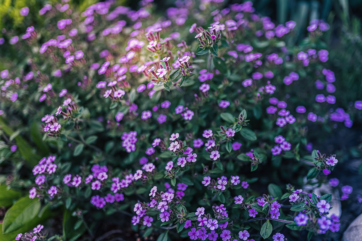 在美国，社区花园是基于传统园艺原则。“传统园艺原则”是什么？