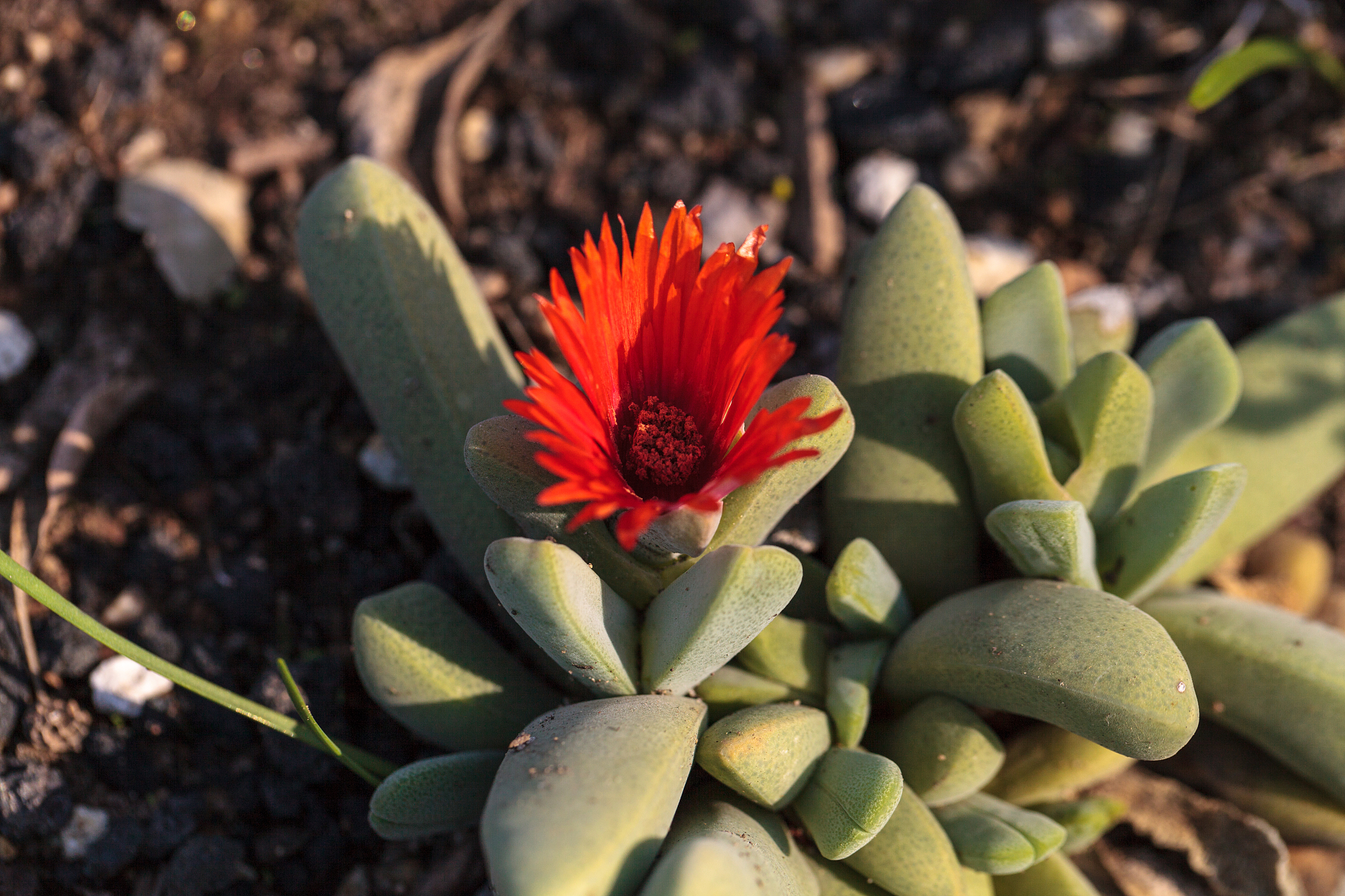 活动主题中间表设计