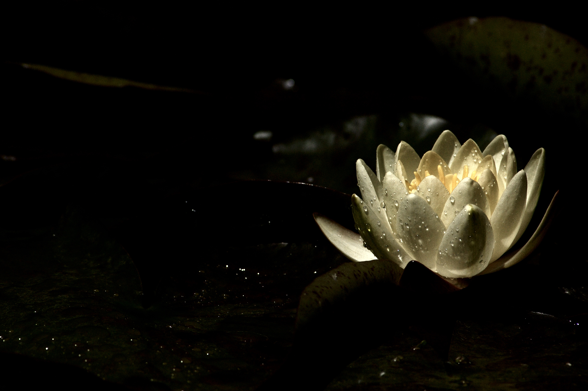 lotus