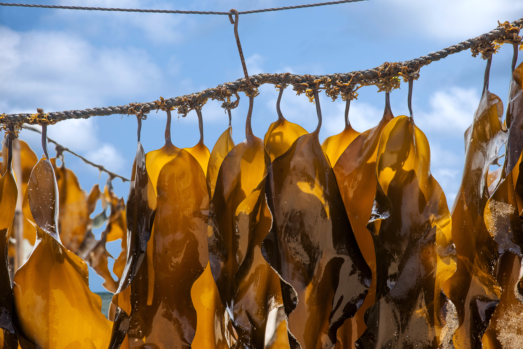 盐海带泡多久能吃，