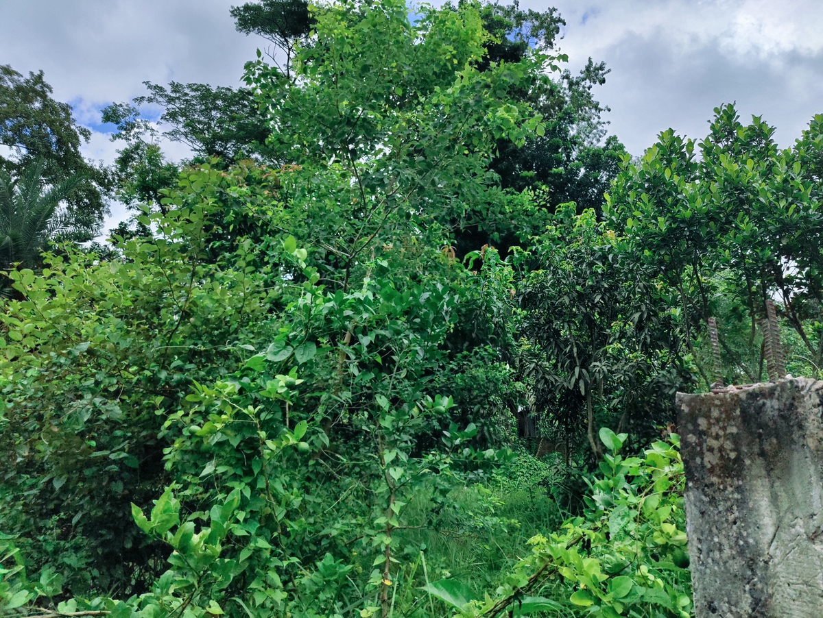 神农架下谷坪野茶在哪里有分布