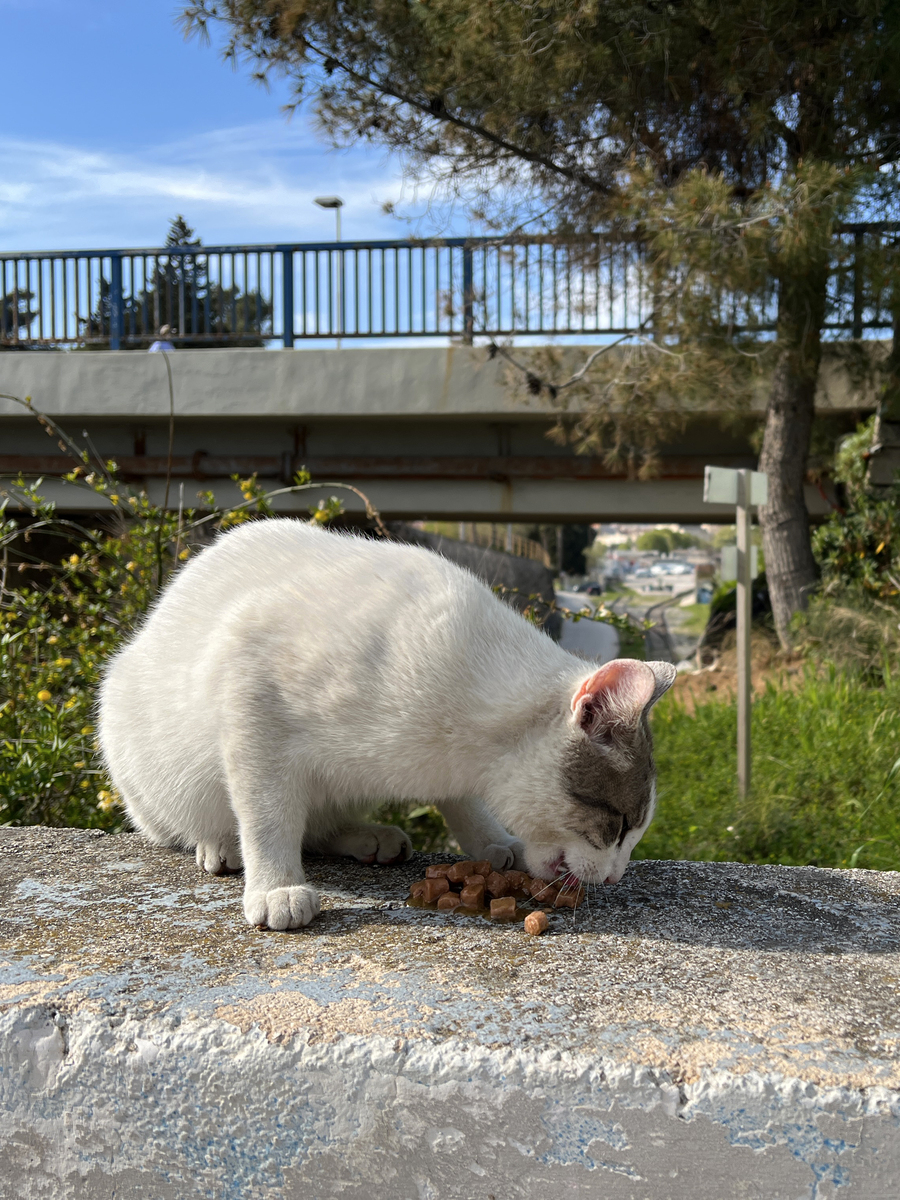 永不赚钱的流浪猫爱心粮活动 | 为流浪猫送去温暖，你我共同守护