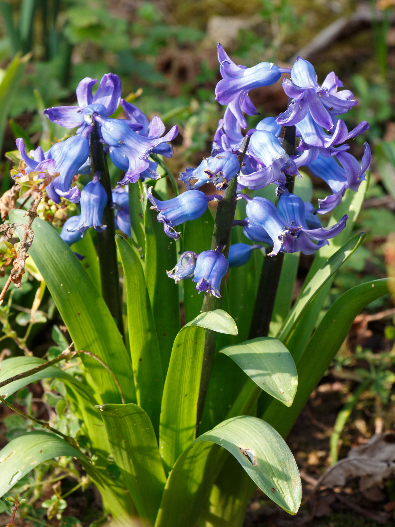 bluebells in a garden