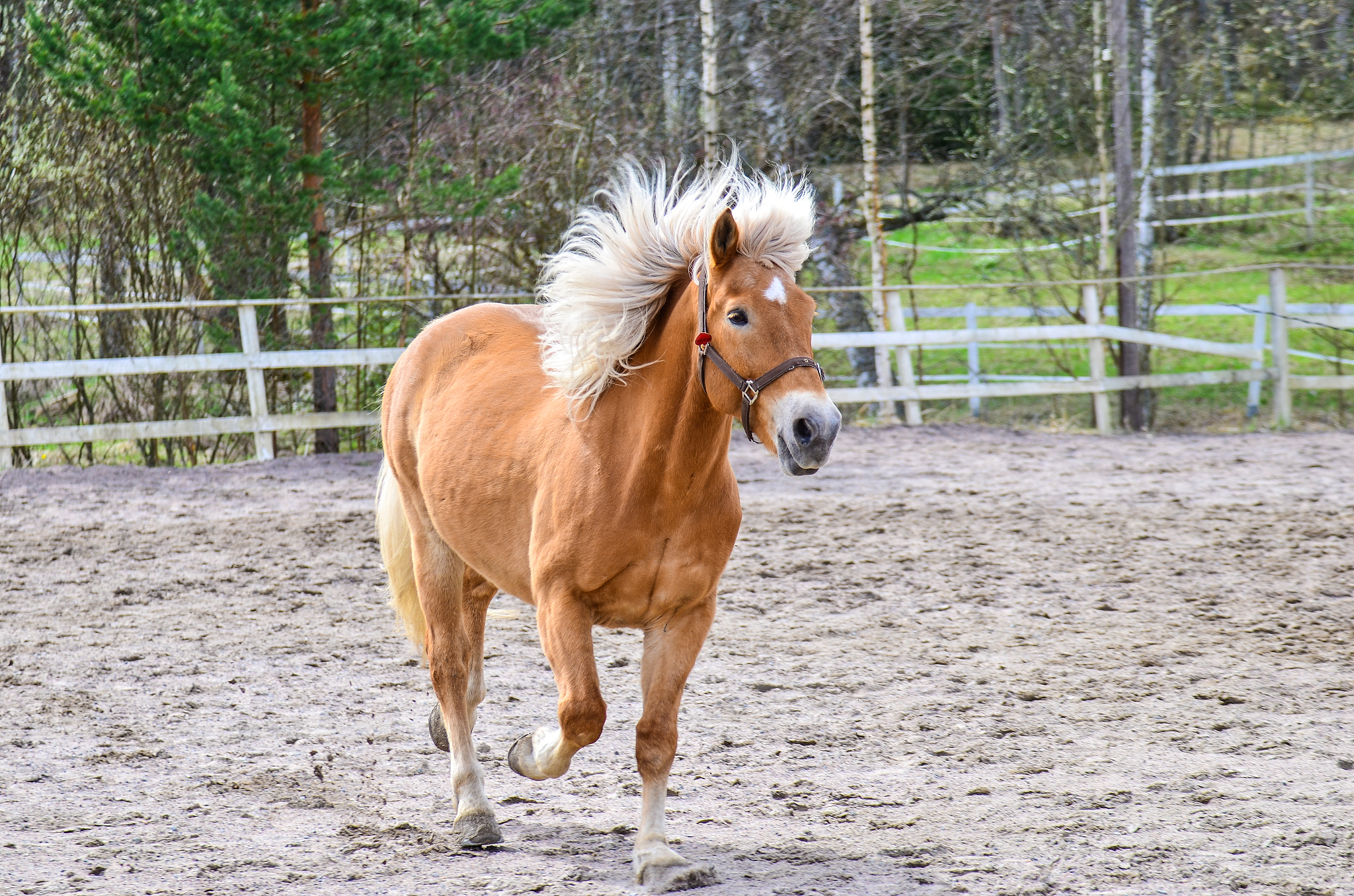 嗒嗒嗒既写出了小马的什么