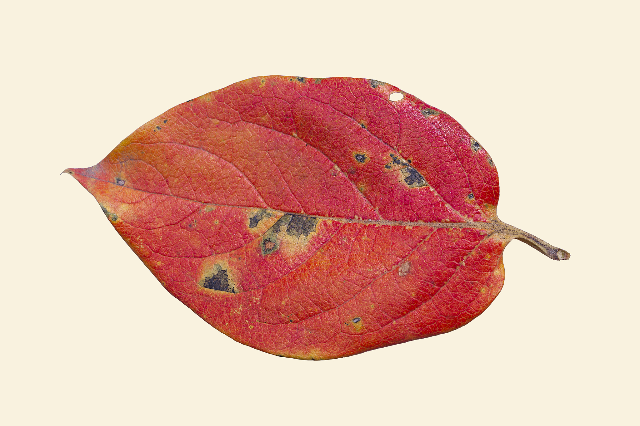 阐述：IS公司IT技术人员绩效考核中的调查问卷设计500字