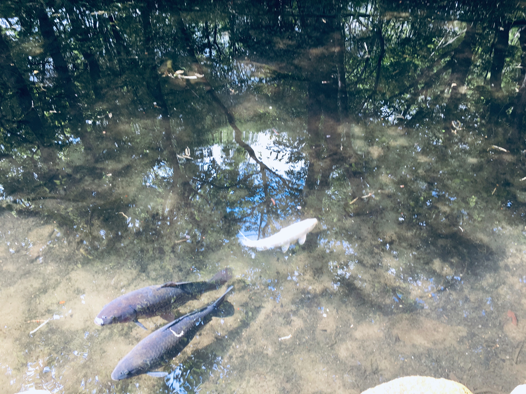 这是第一个雷雨夜。我在雨廊里一个人坐了下来。对大自然而言这是一个惊天动地之夜接下来大地要发生的事情可以顺理成章地预想：鳜鱼开始洄游鲫鱼寻找有草丛的水边孵卵桃树会发出第一枝绿焰韭衣脱尽分蘖新芽布谷鸟的叫声在山谷里一声长两声短水库里的野鸭深夜也叫了池塘漂起了茵茵浮萍美人蕉枯黄的直茎明日转青青蛙呱呱呱在冷夜独自鸣月。请根据以上文字意境写一首诗