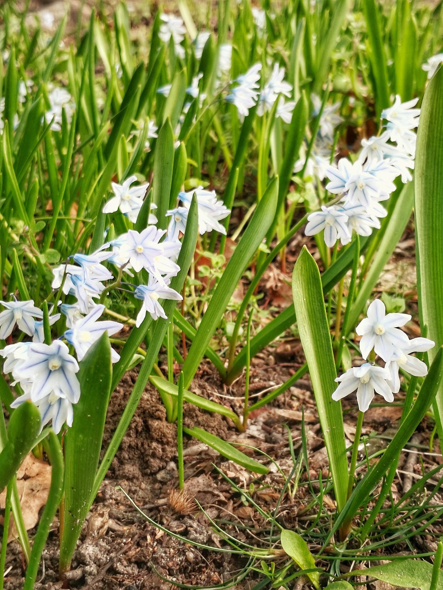 white flowers meadow nature